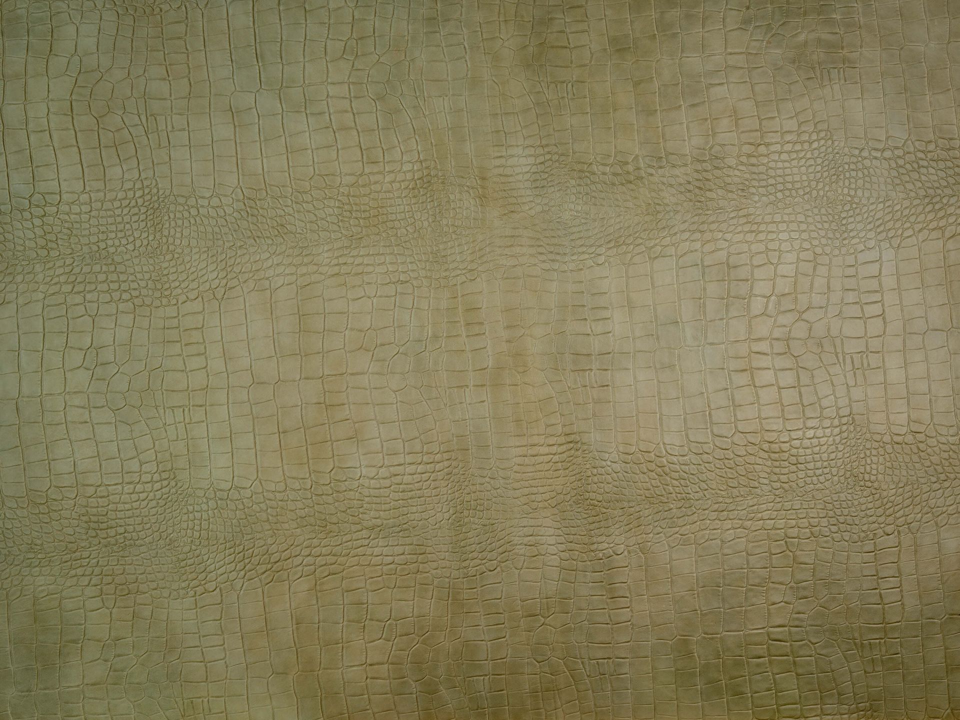 Beautiful Crocodile Skin Texture