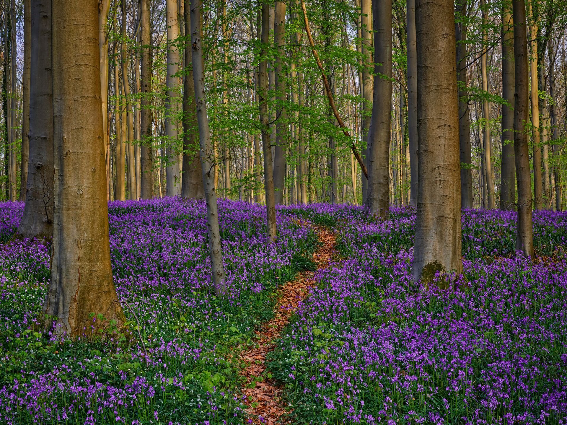 Nice path through the woods