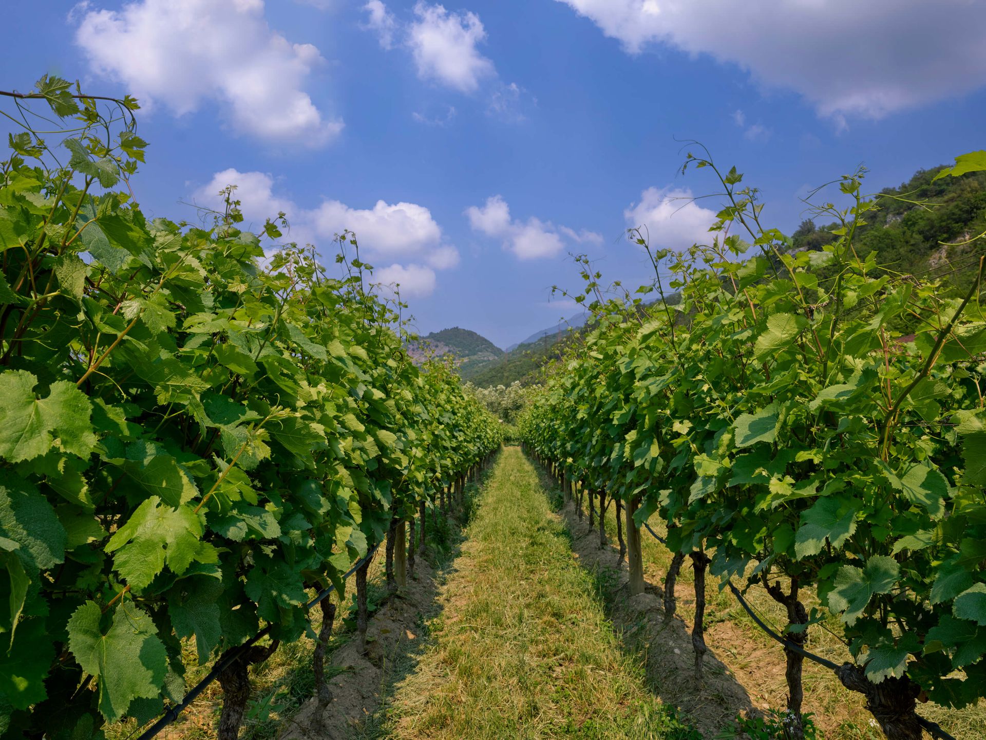 Vineyard in Italy
