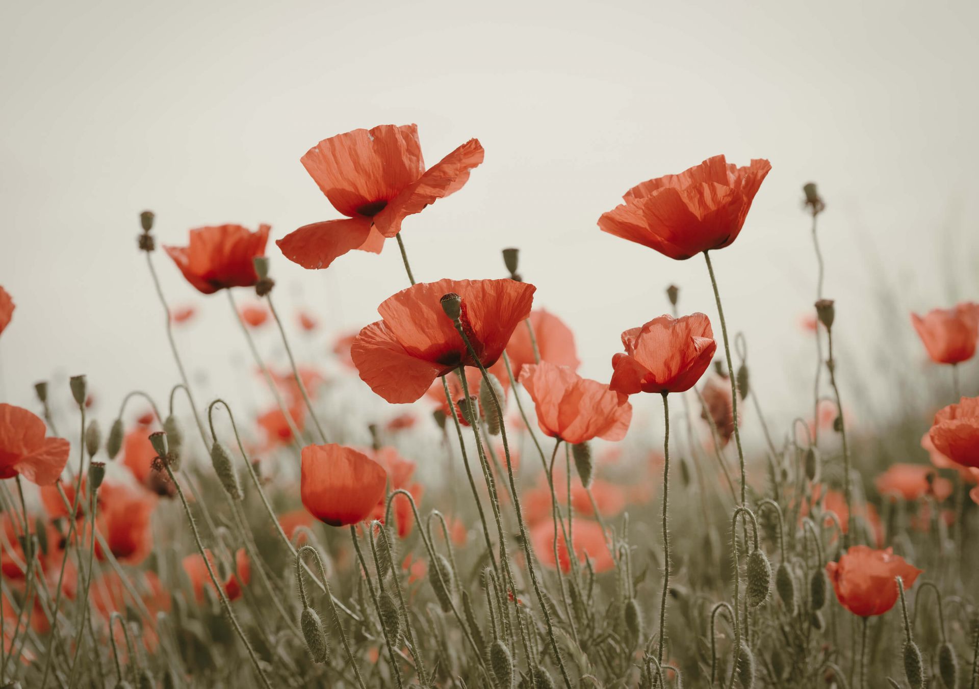 Poppies in vintage colours - Wallpaper