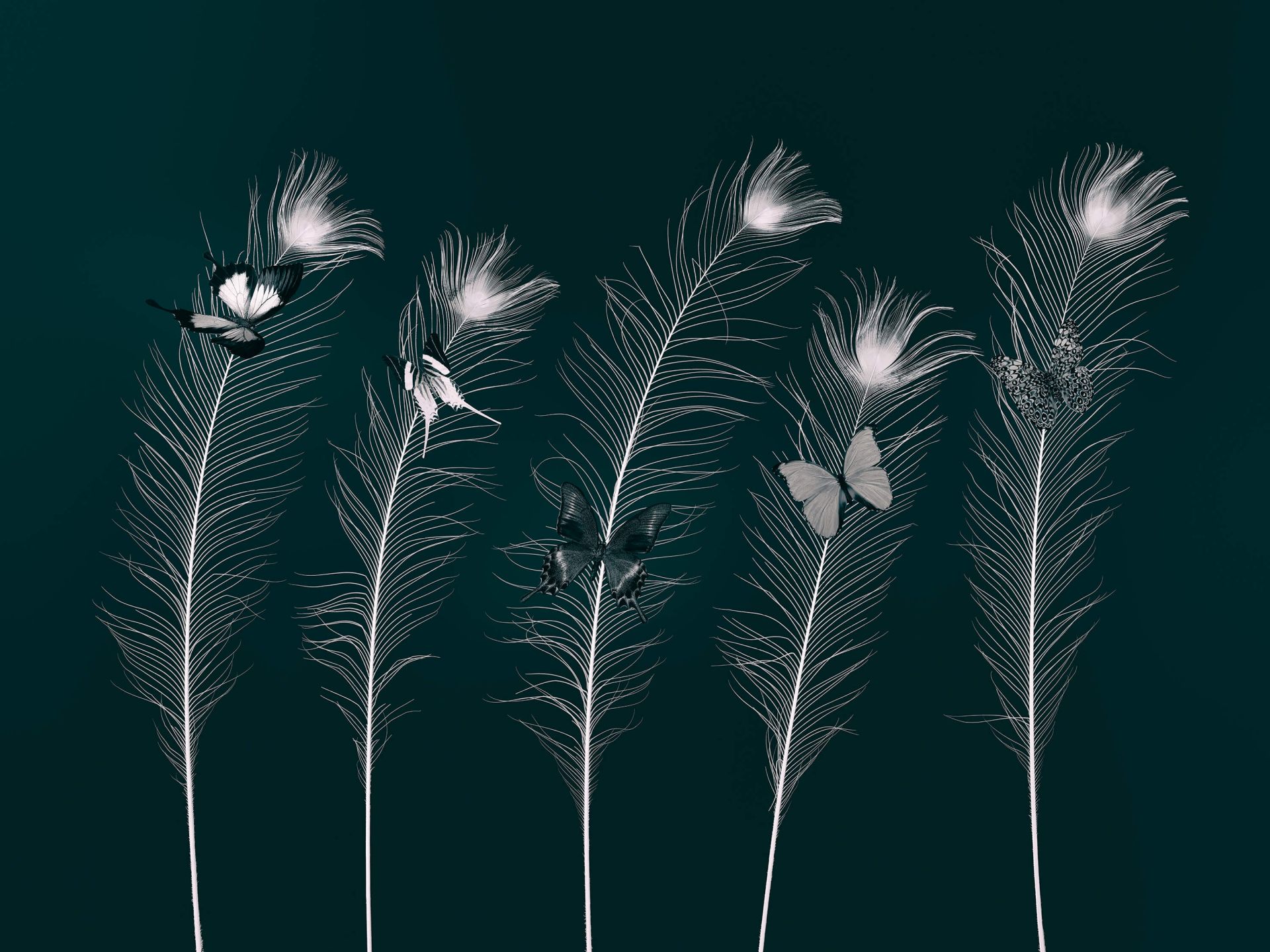 Butterflies on peacock feathers