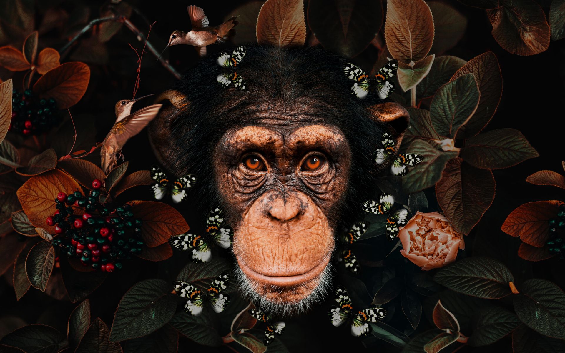 Tropical Chimpanzee