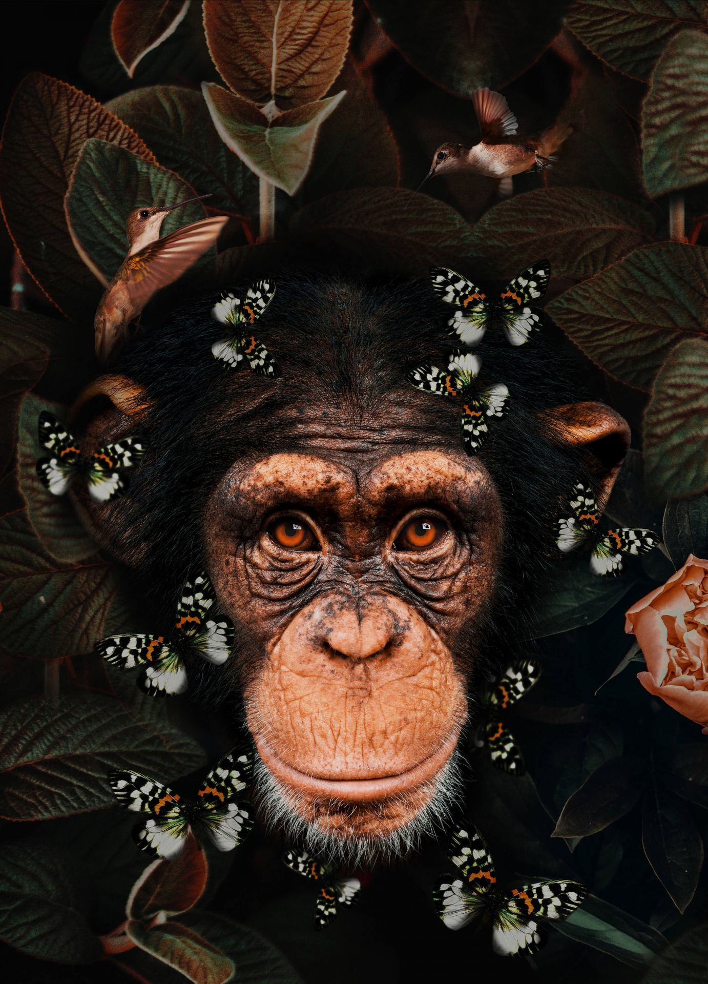 Tropical Chimpanzee Portrait Tropical Chimpanzee Portrait