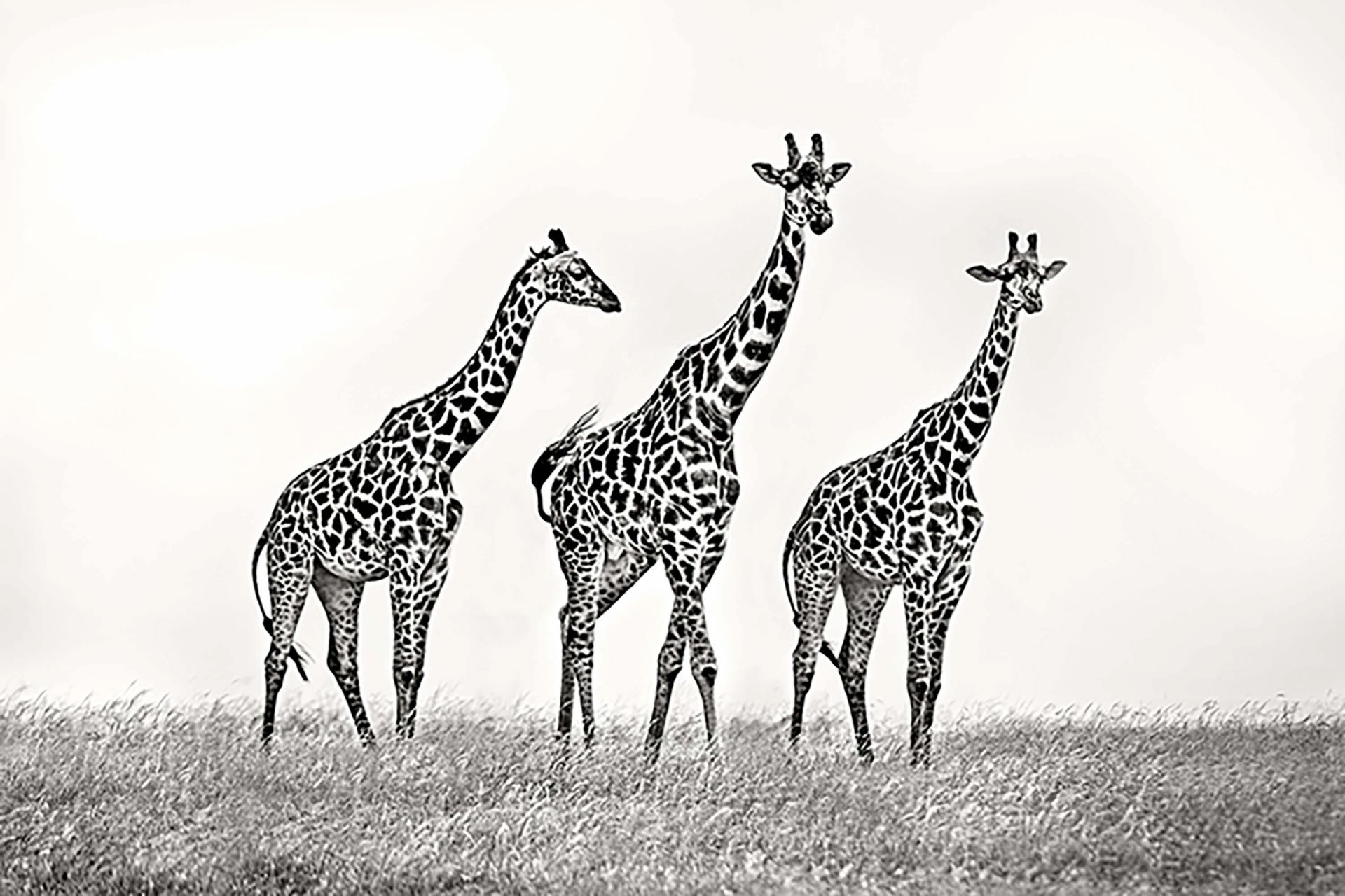Giraffe Wallpaper Black And White