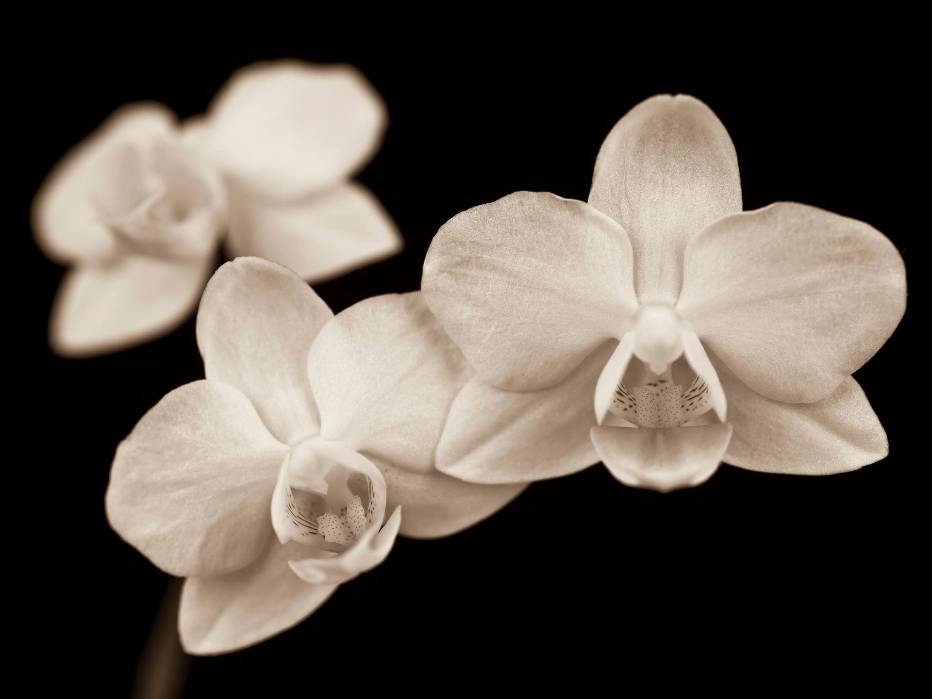 White&#x20;orchids