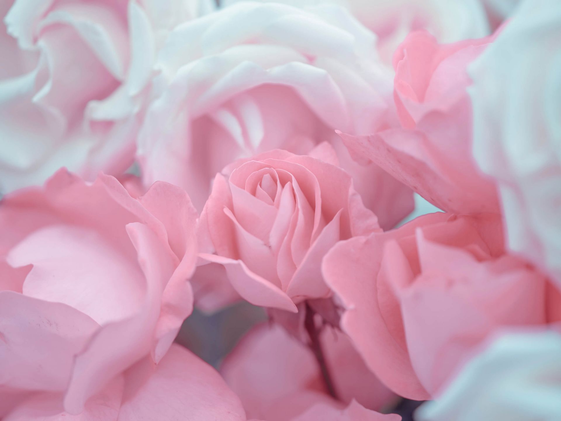 Rose flowers - Wallpaper