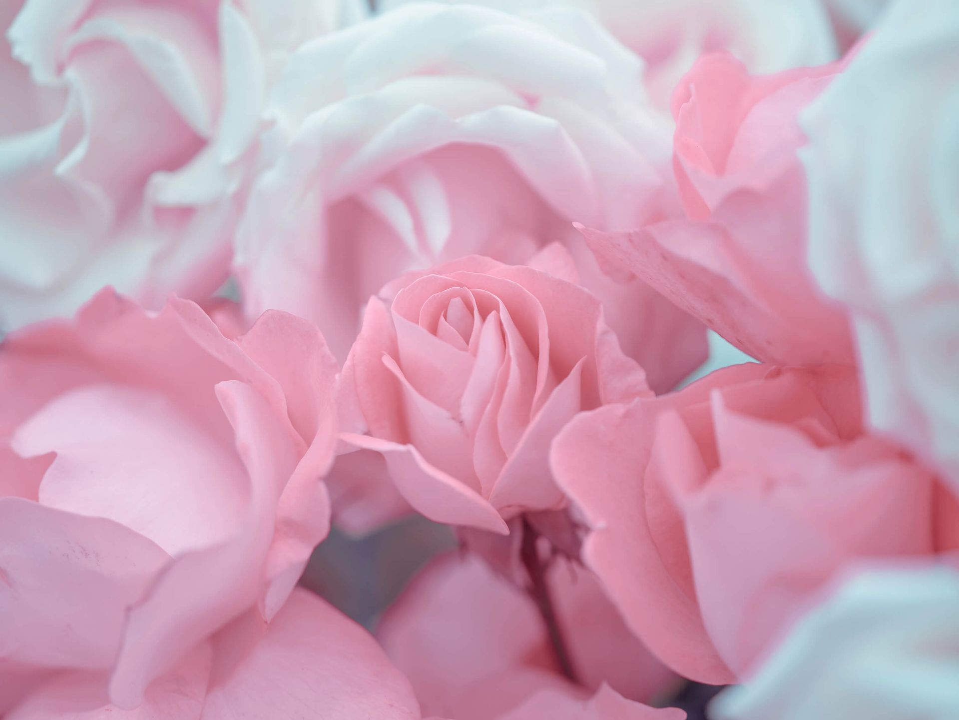 Rose flowers - Wallpaper Rose flowers - Wallpaper