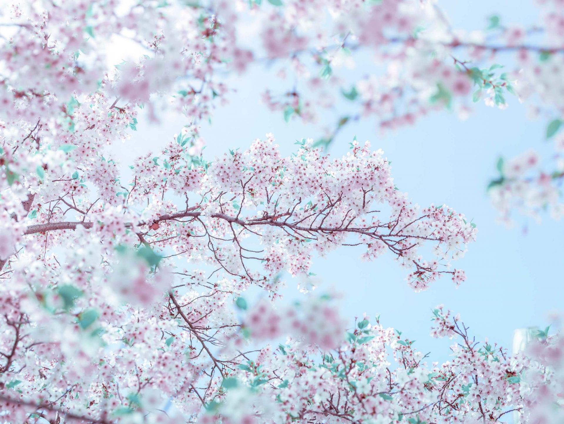 Blossom flowers