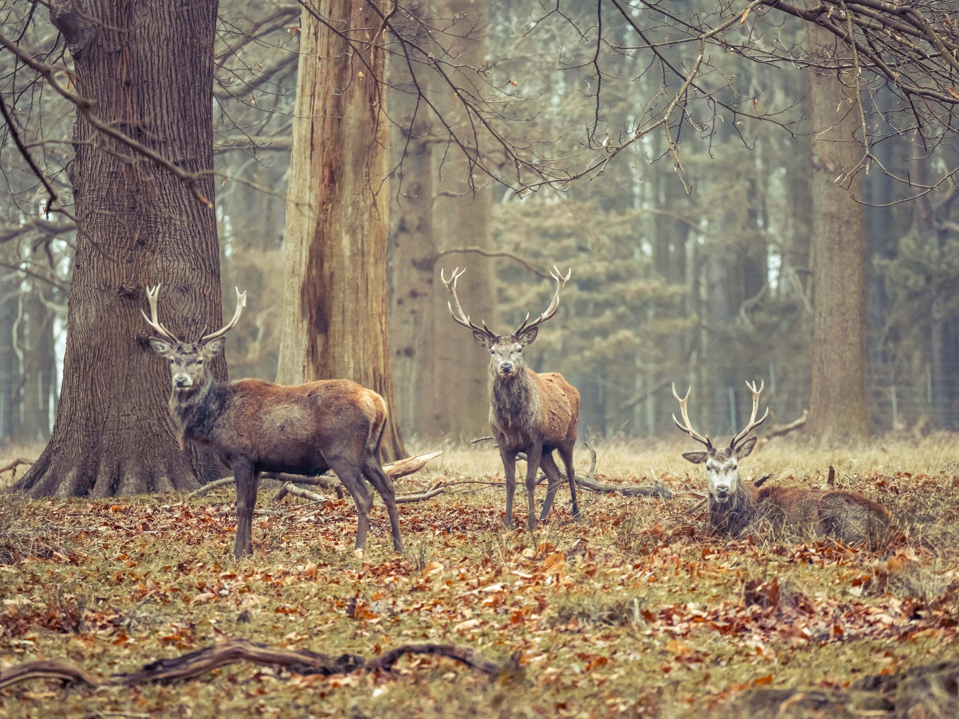 Wild deer
