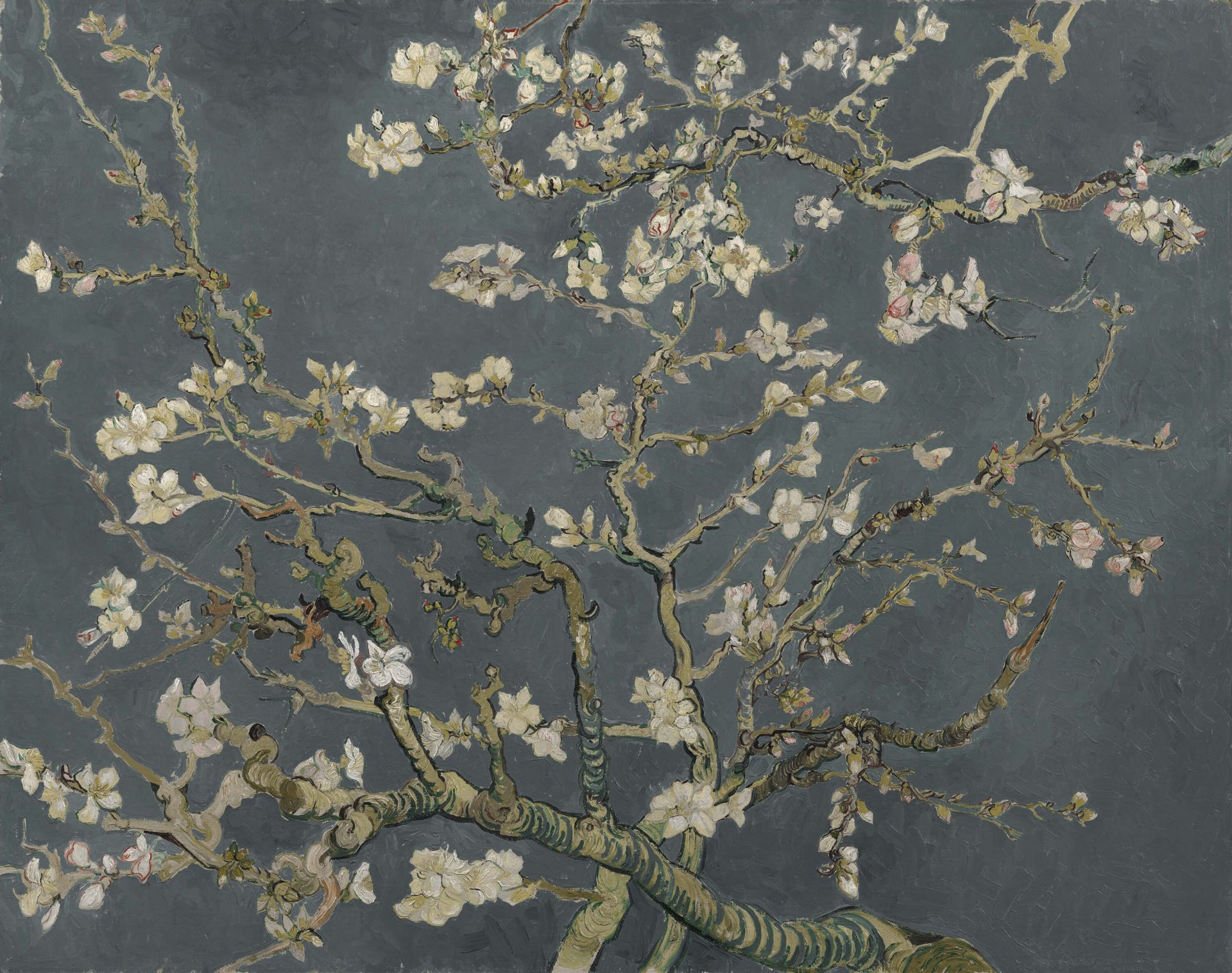 Almond Blossom in Bloom