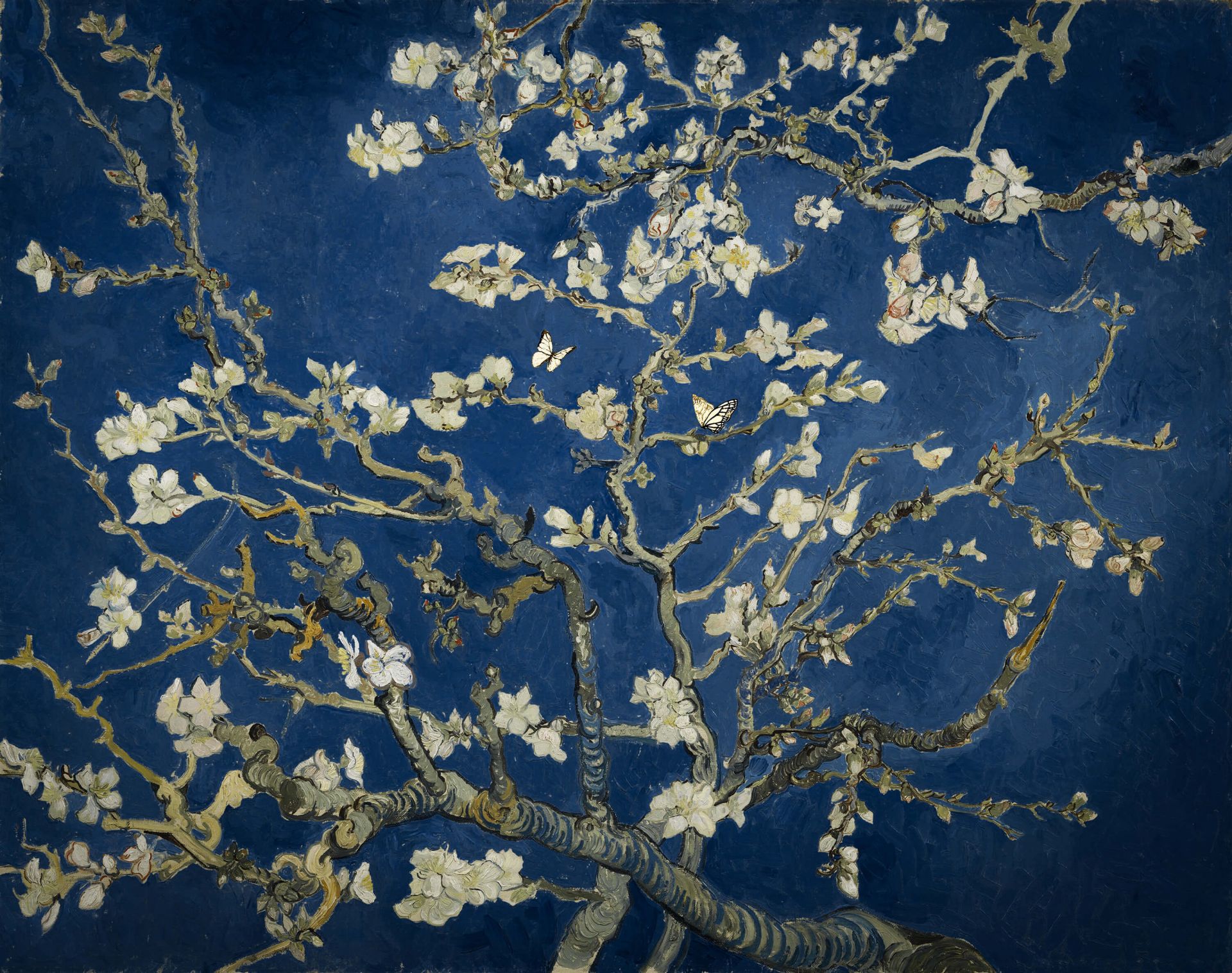 Voorstad sarcoom vocaal Almond blossom in the night - Wallpaper