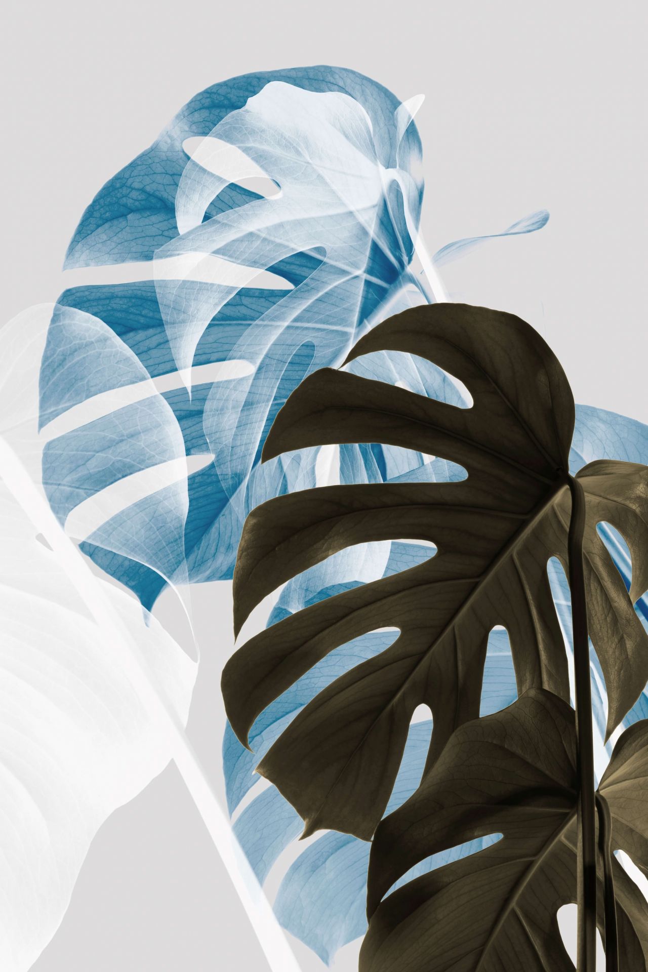 Monstera Creative 02