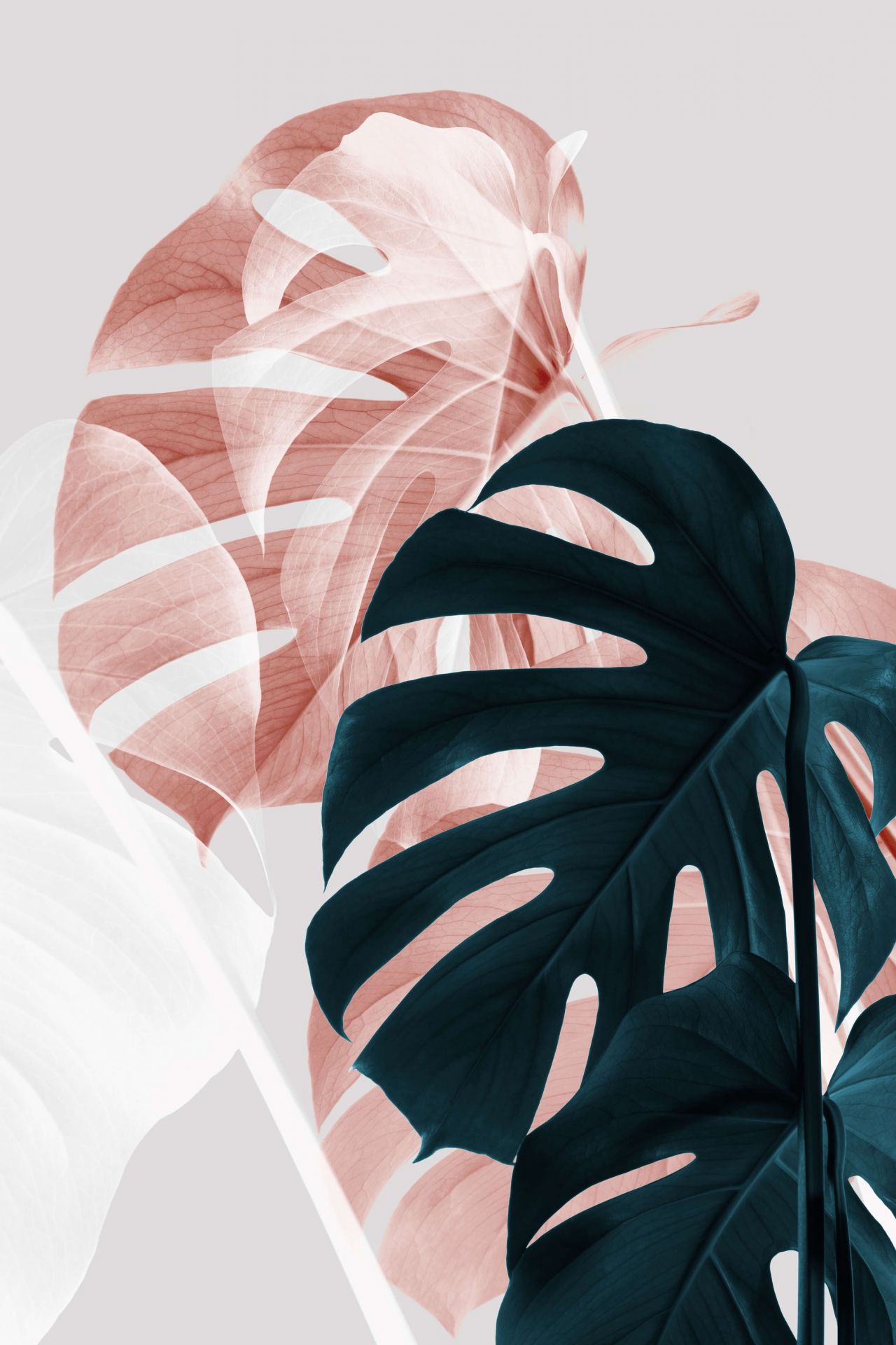 Monstera Creative 11