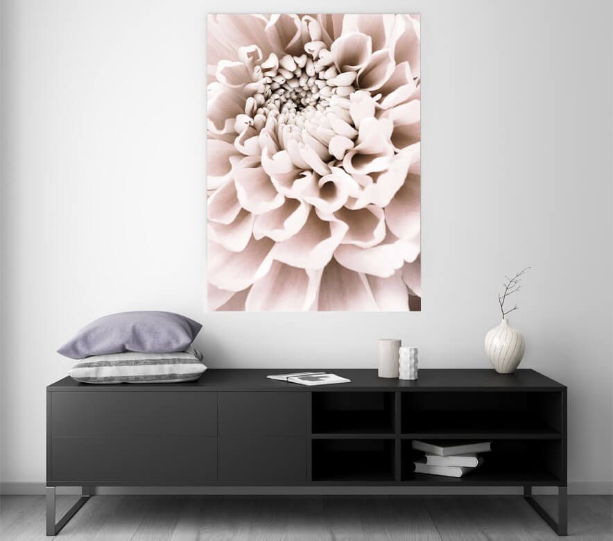 Chrysanthemum No 01