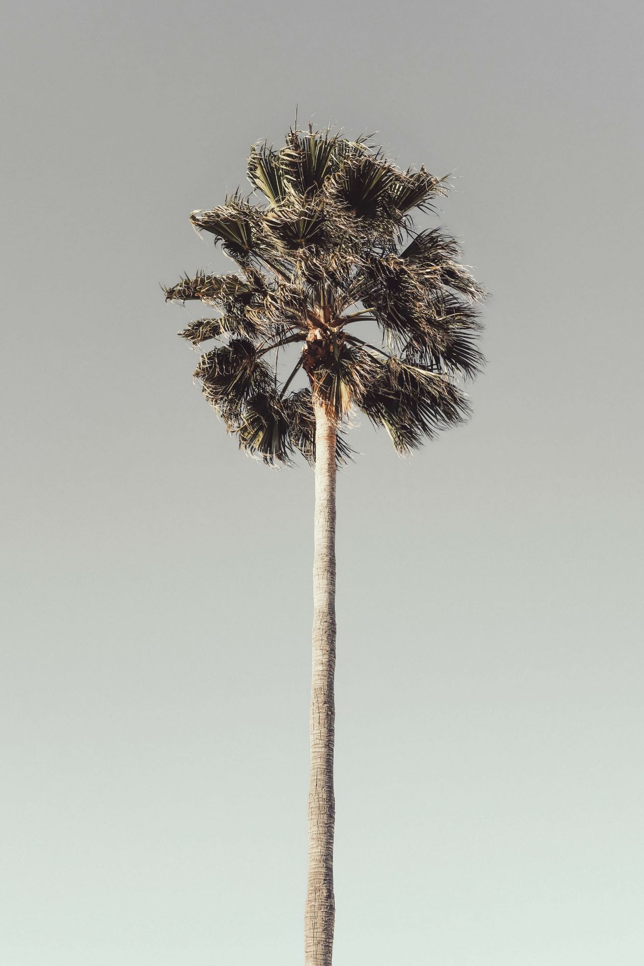 Windy Palm 