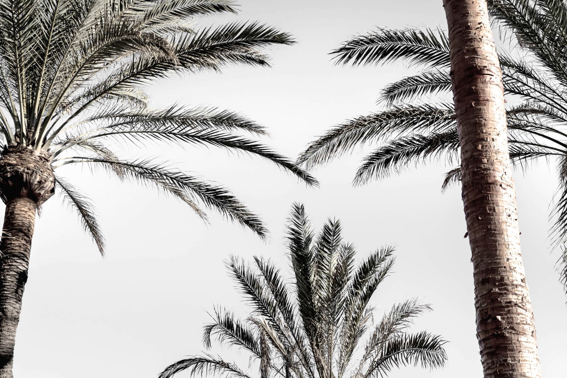 Palmtrees in the sun