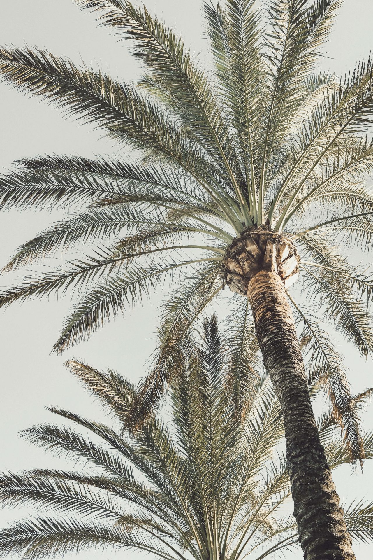 Palm in sun