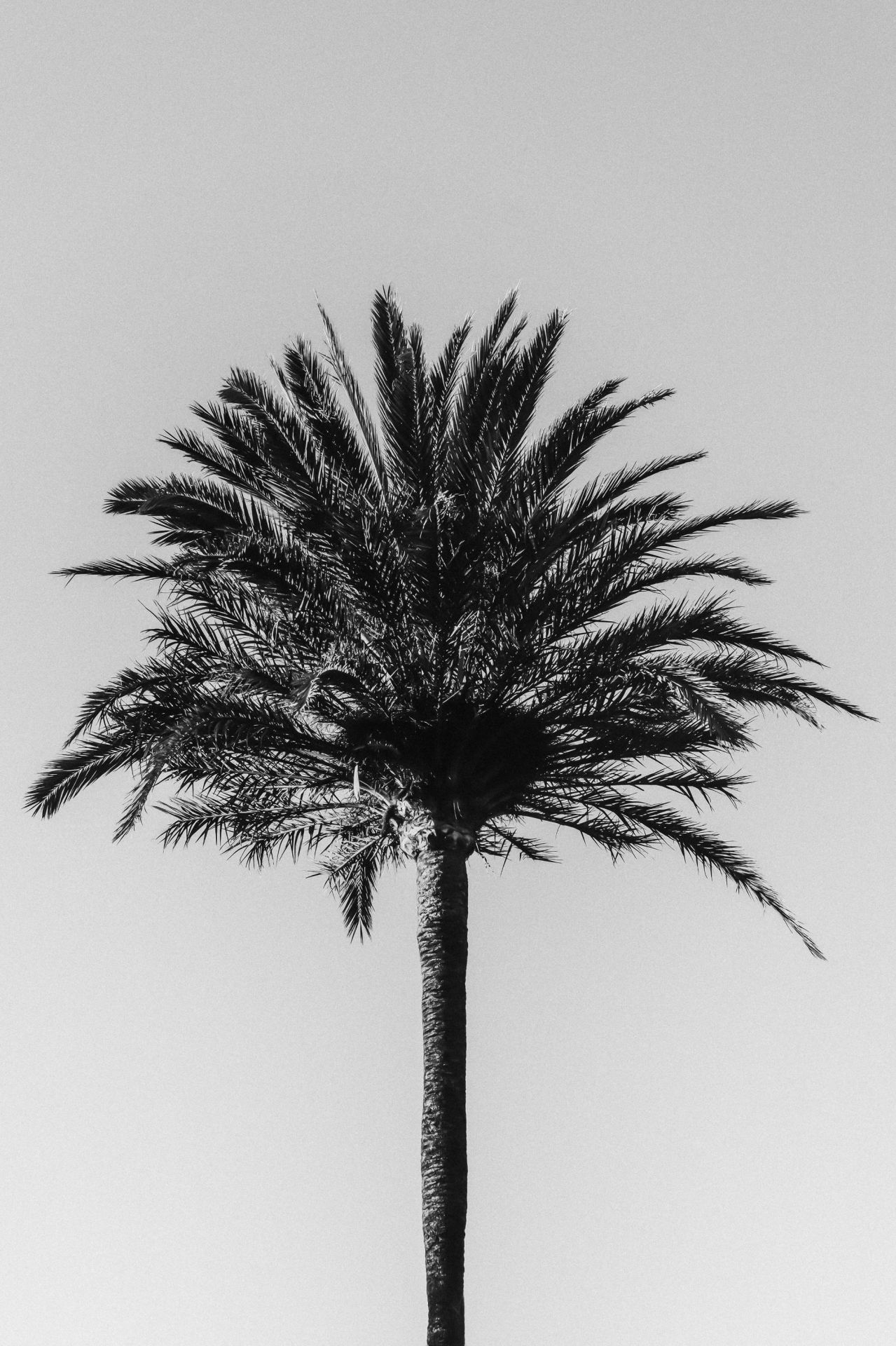 Black and White palm