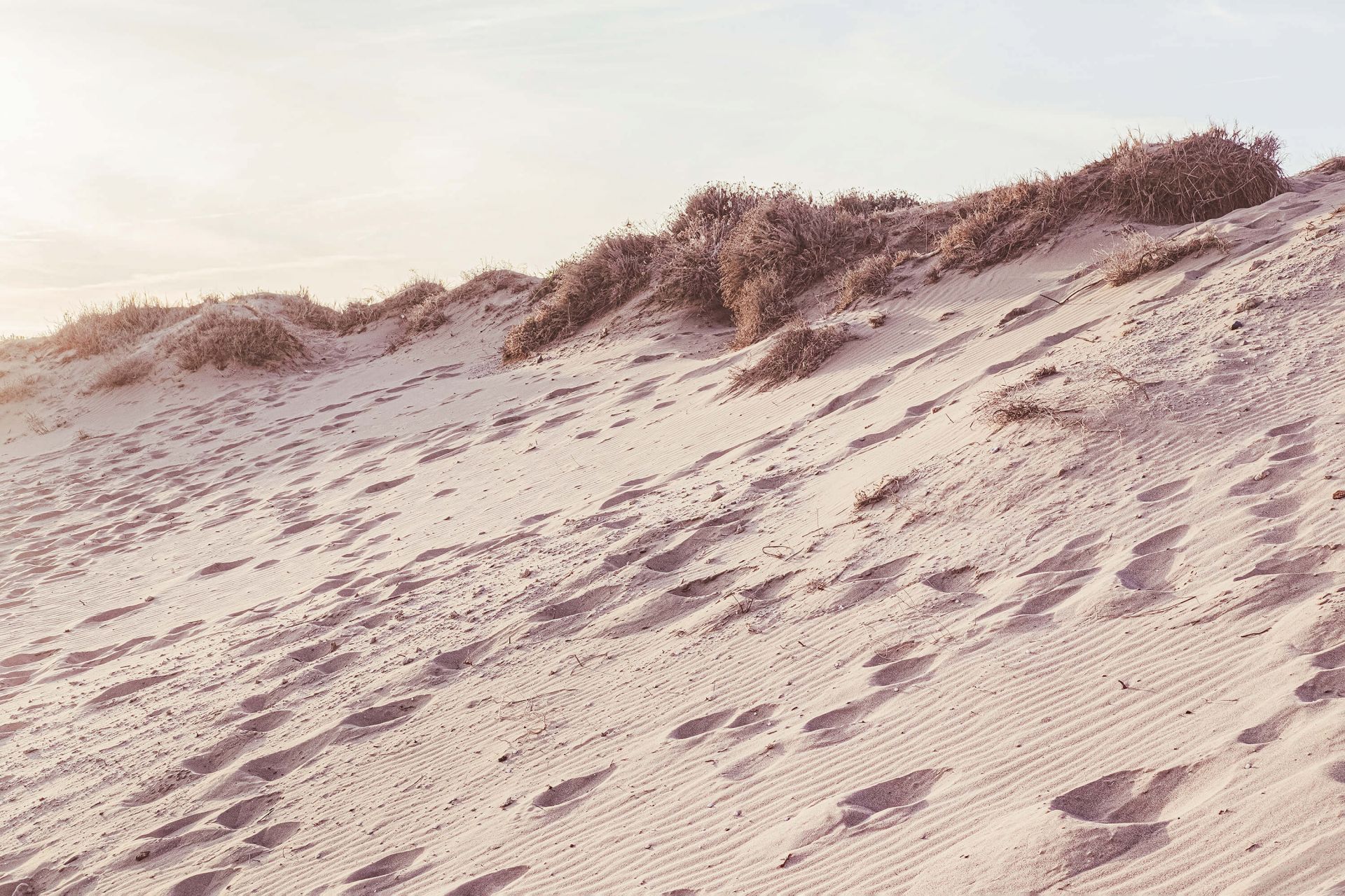 Beach dunes
