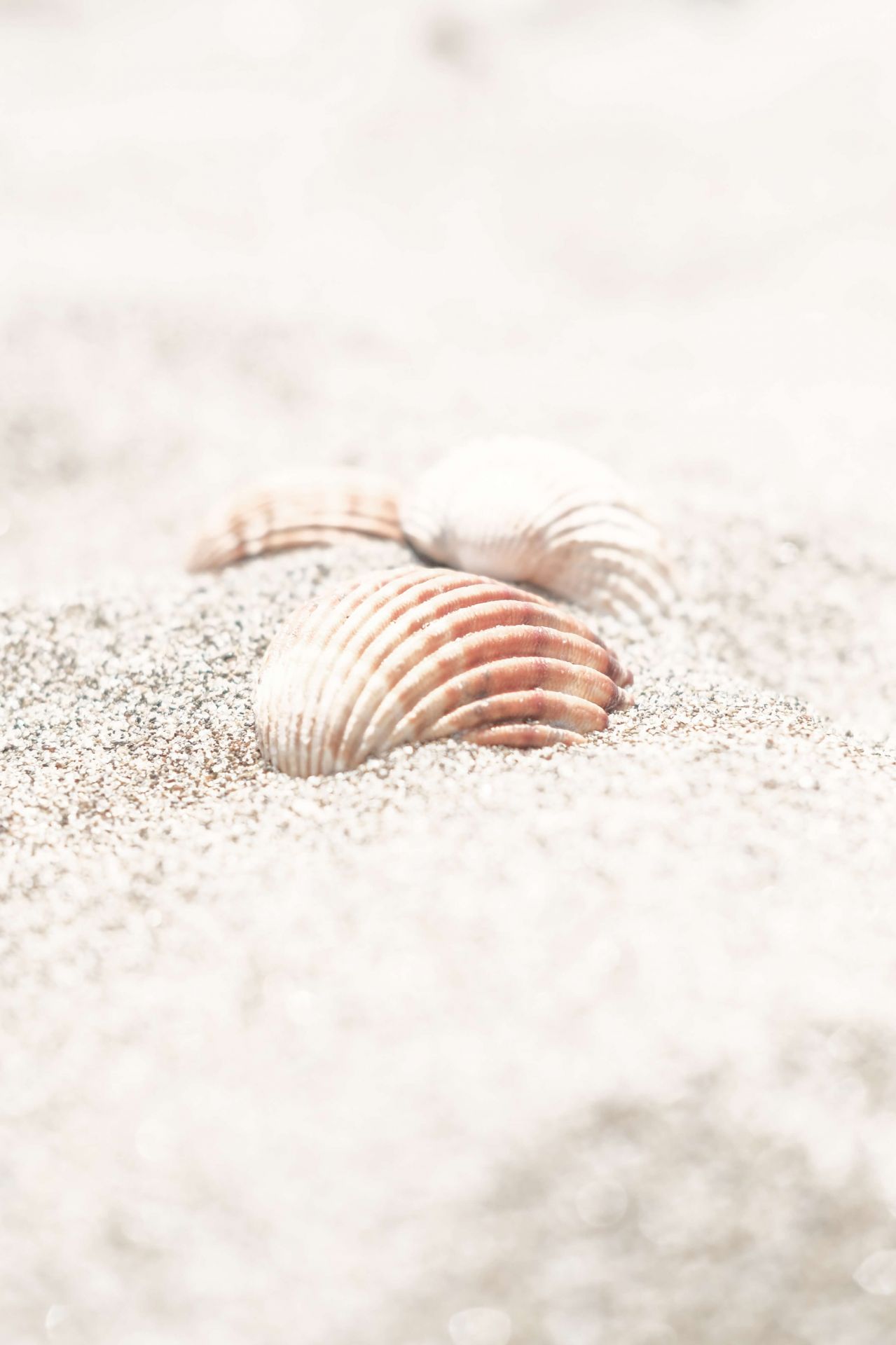 Beach Shells