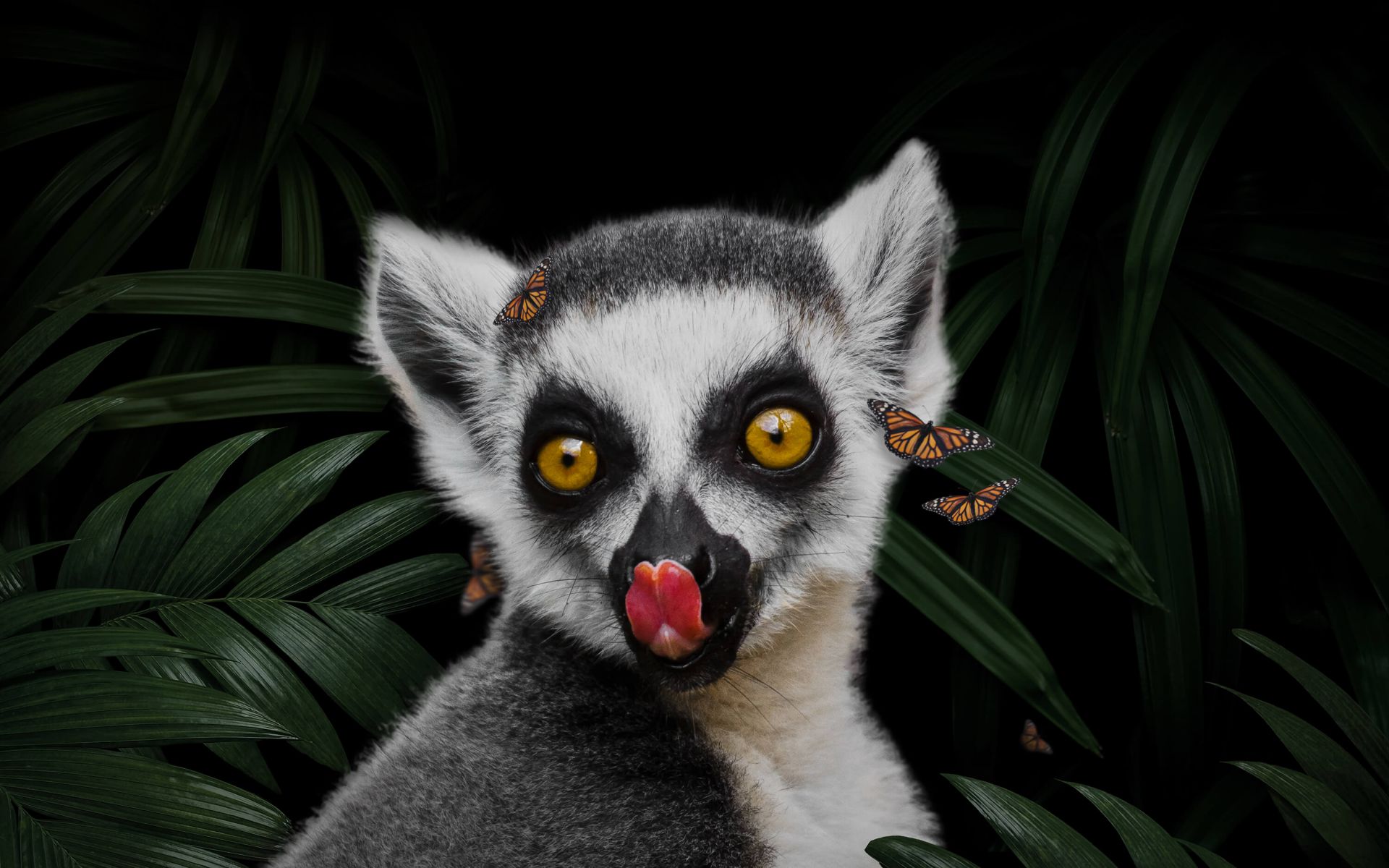 Jungle Lemur  Wallpaper