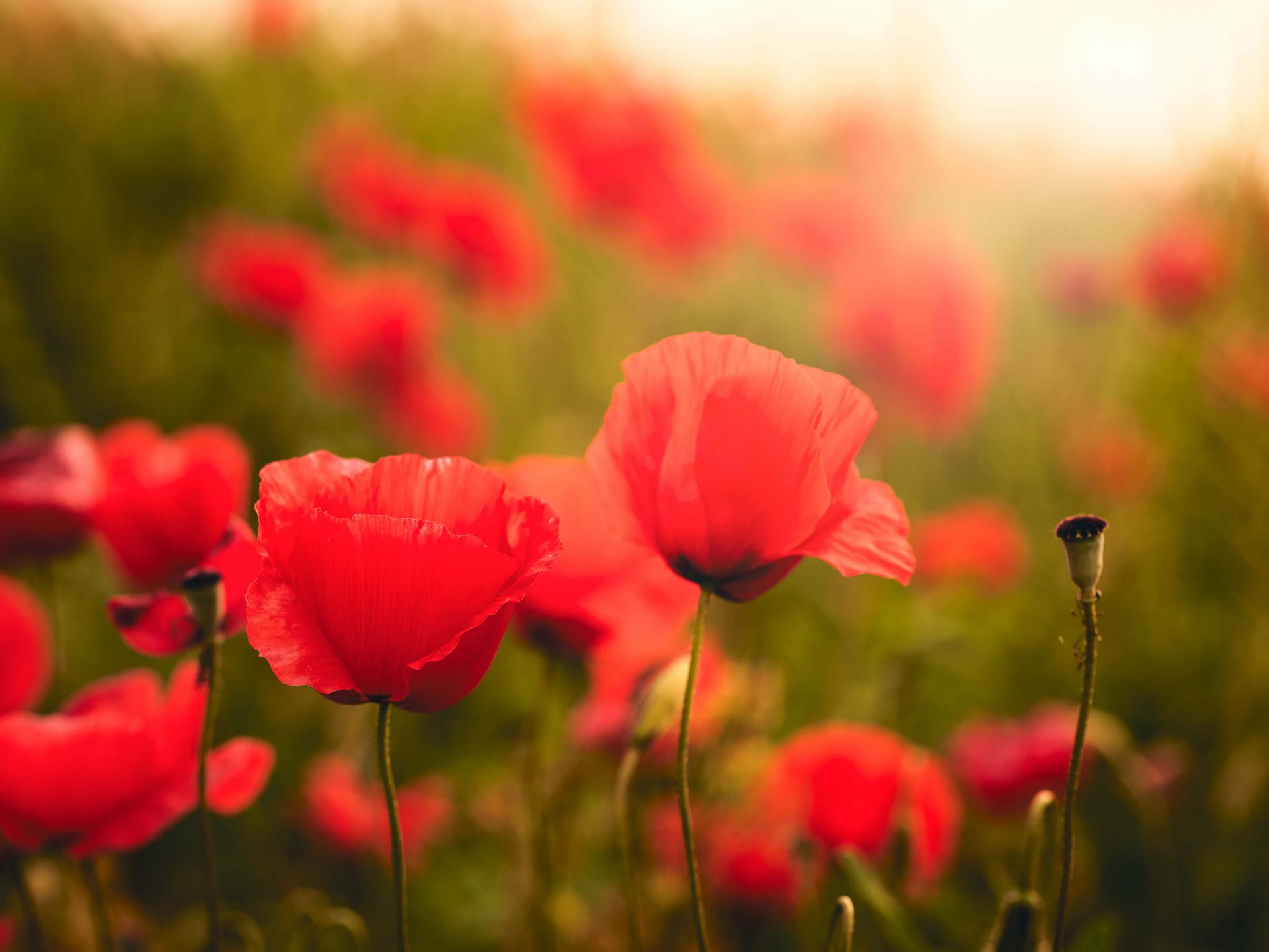 Poppies at sunrise main product photo