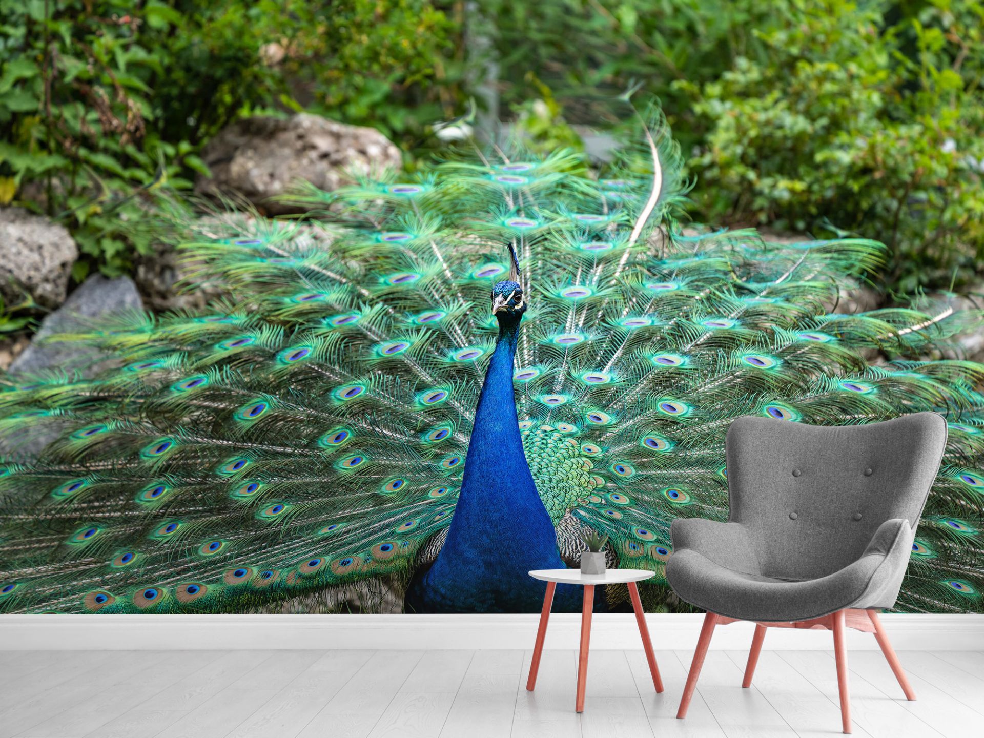 Indian peacock - Wallpaper Indian peacock - Wallpaper