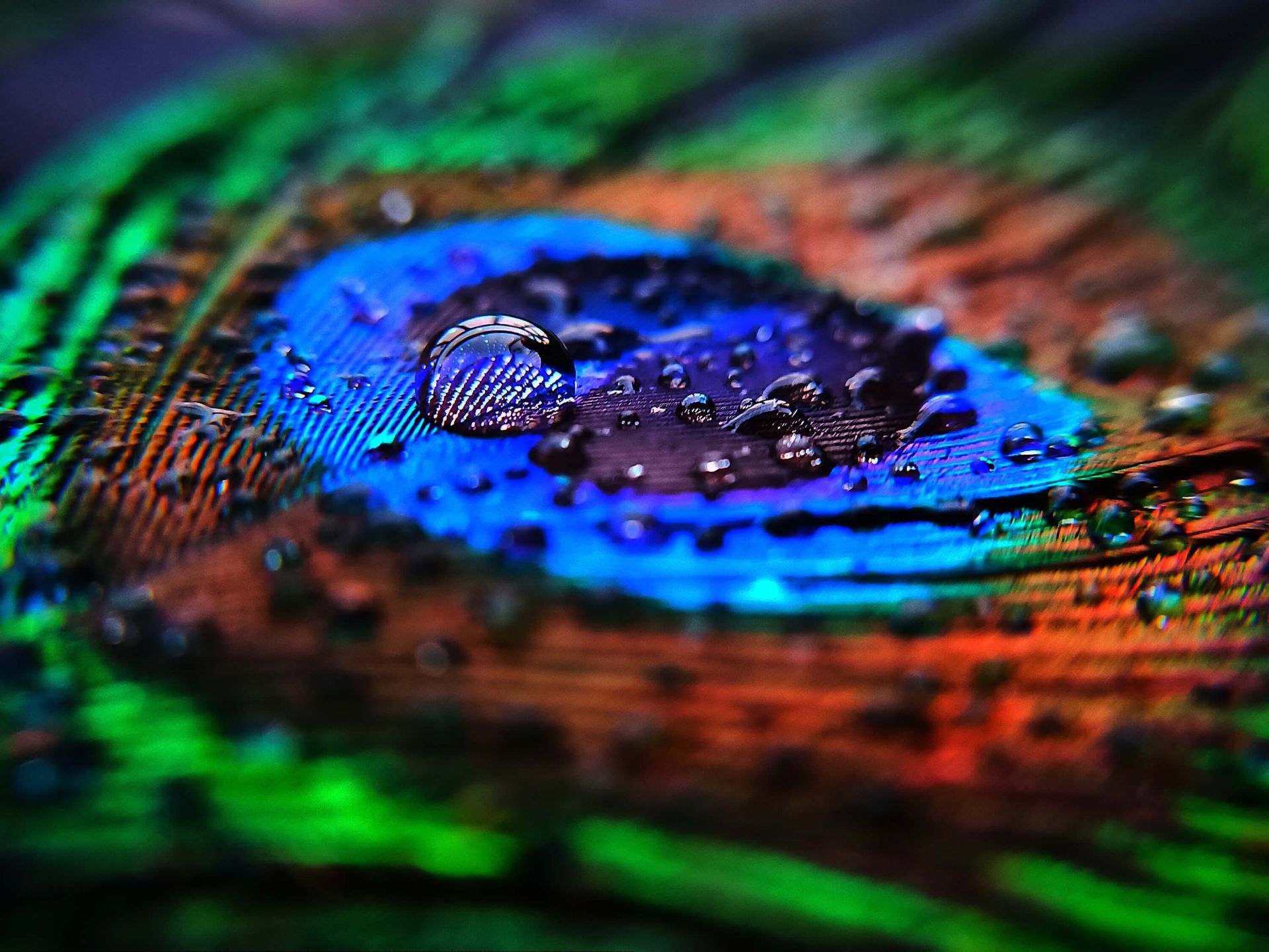 The intricate details of peacock feathers, their vibrant colors creating an  abstract, mesmerizing background