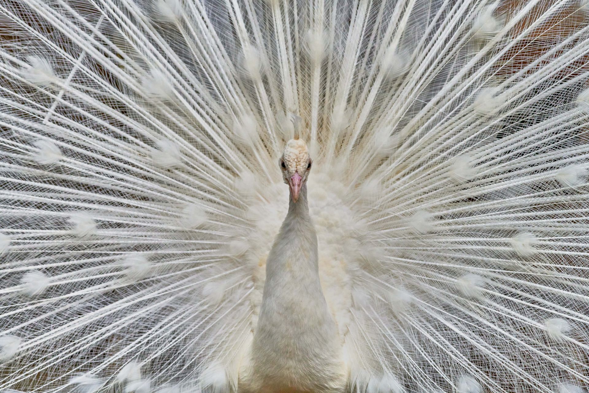 White peacock - Wallpaper White peacock - Wallpaper