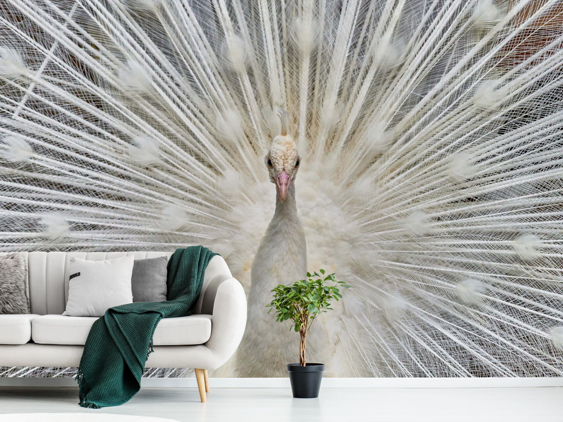 White peacock - Wallpaper
