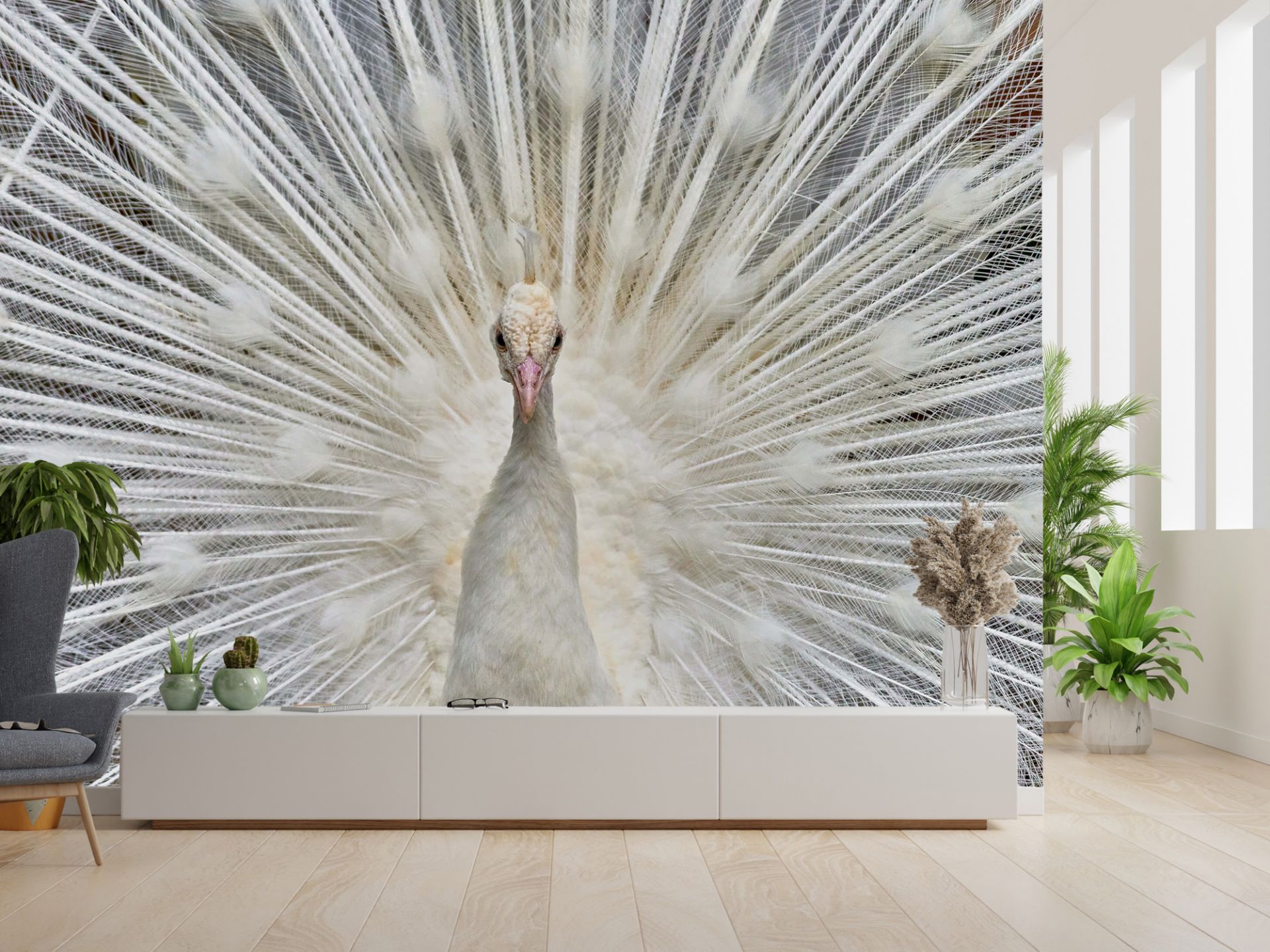 White peacock - Wallpaper White peacock - Wallpaper