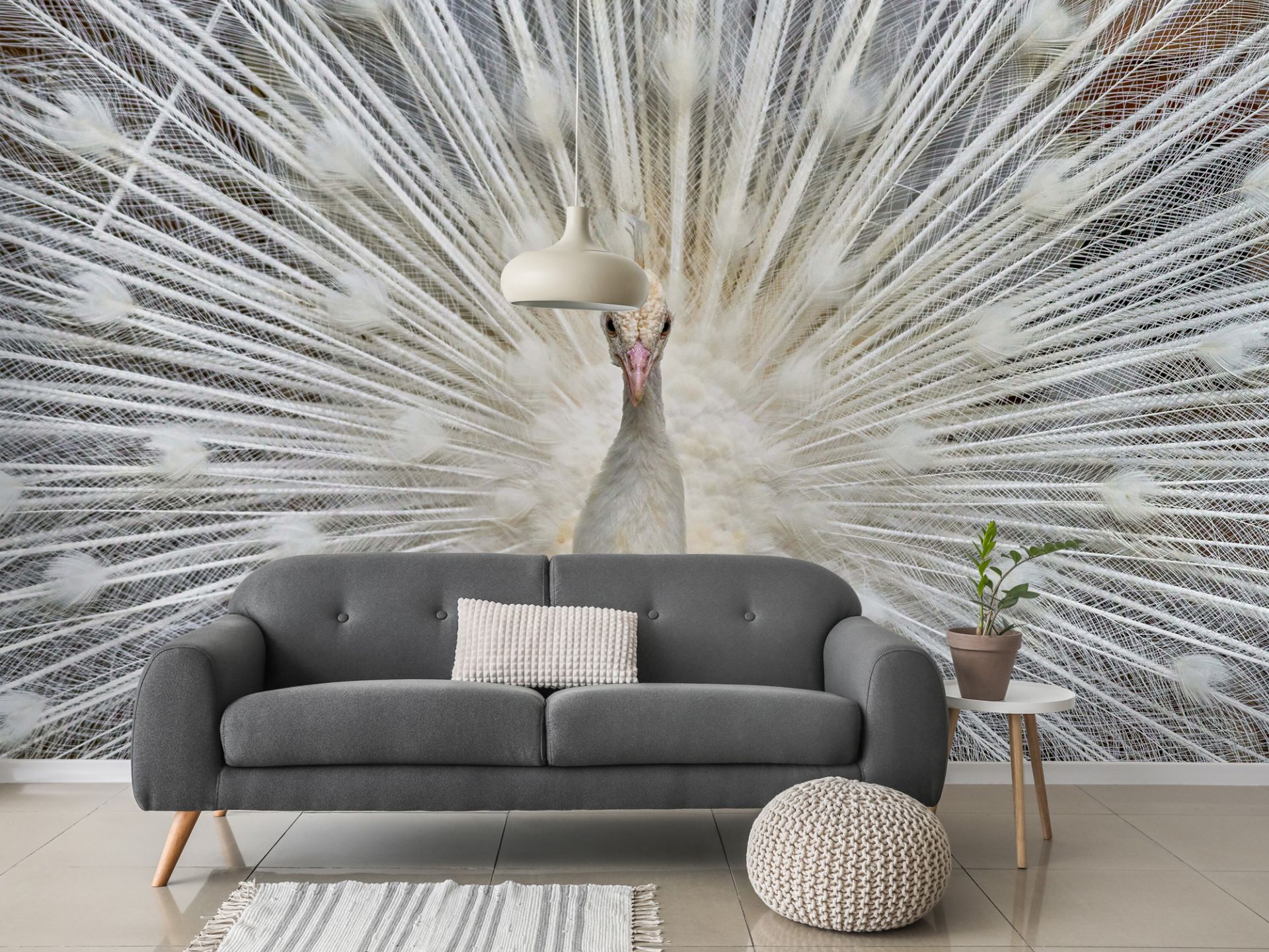 White peacock - Wallpaper