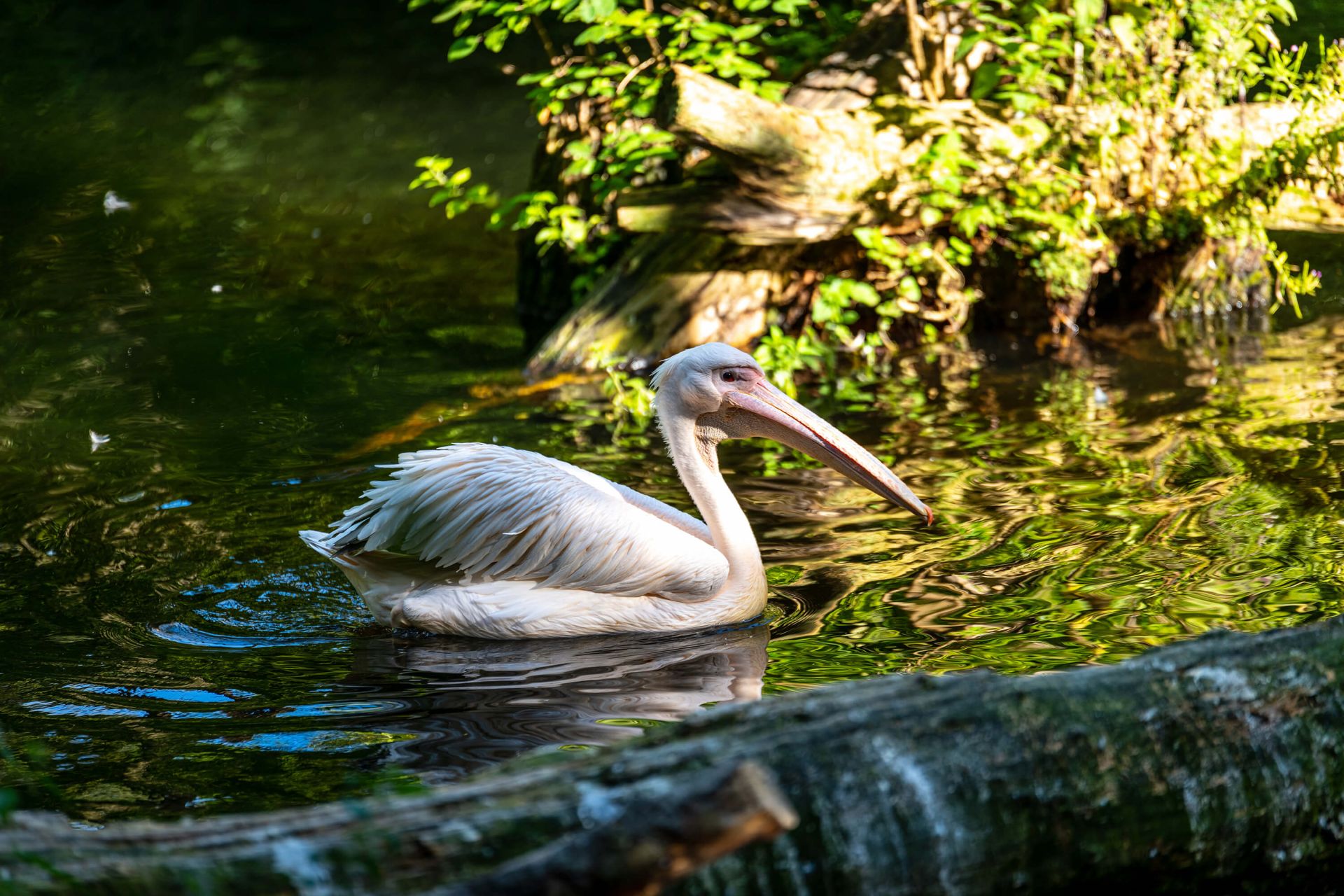 Pelican - Wallpaper
