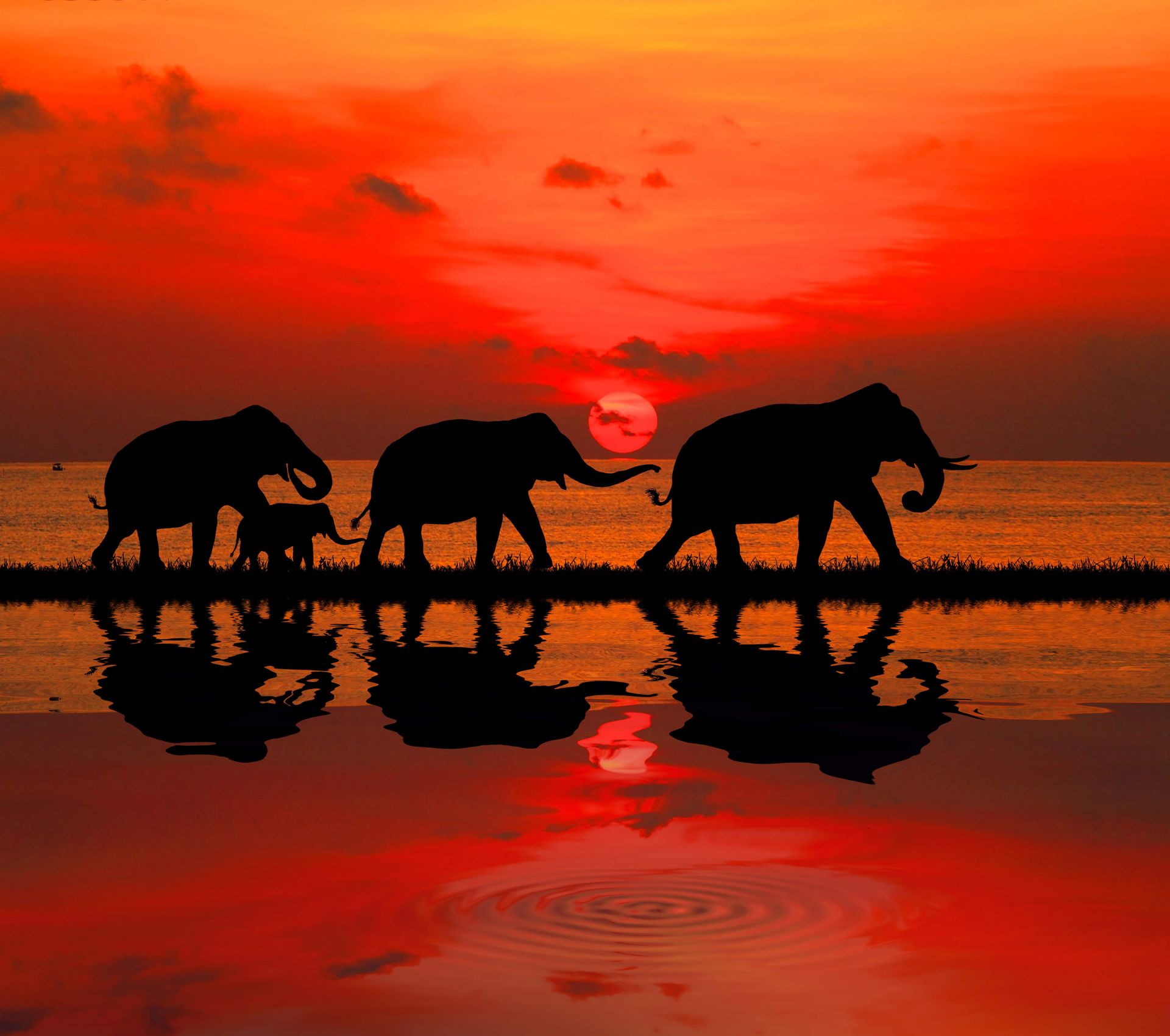 Olifanten en zonsondergang
