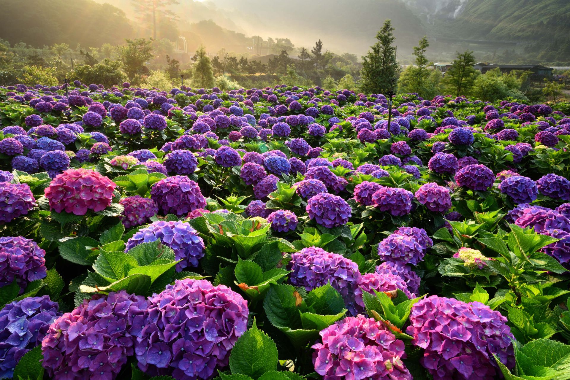 Hydrangea garden 1080P, 2K, 4K, 5K HD wallpapers free download | Wallpaper  Flare