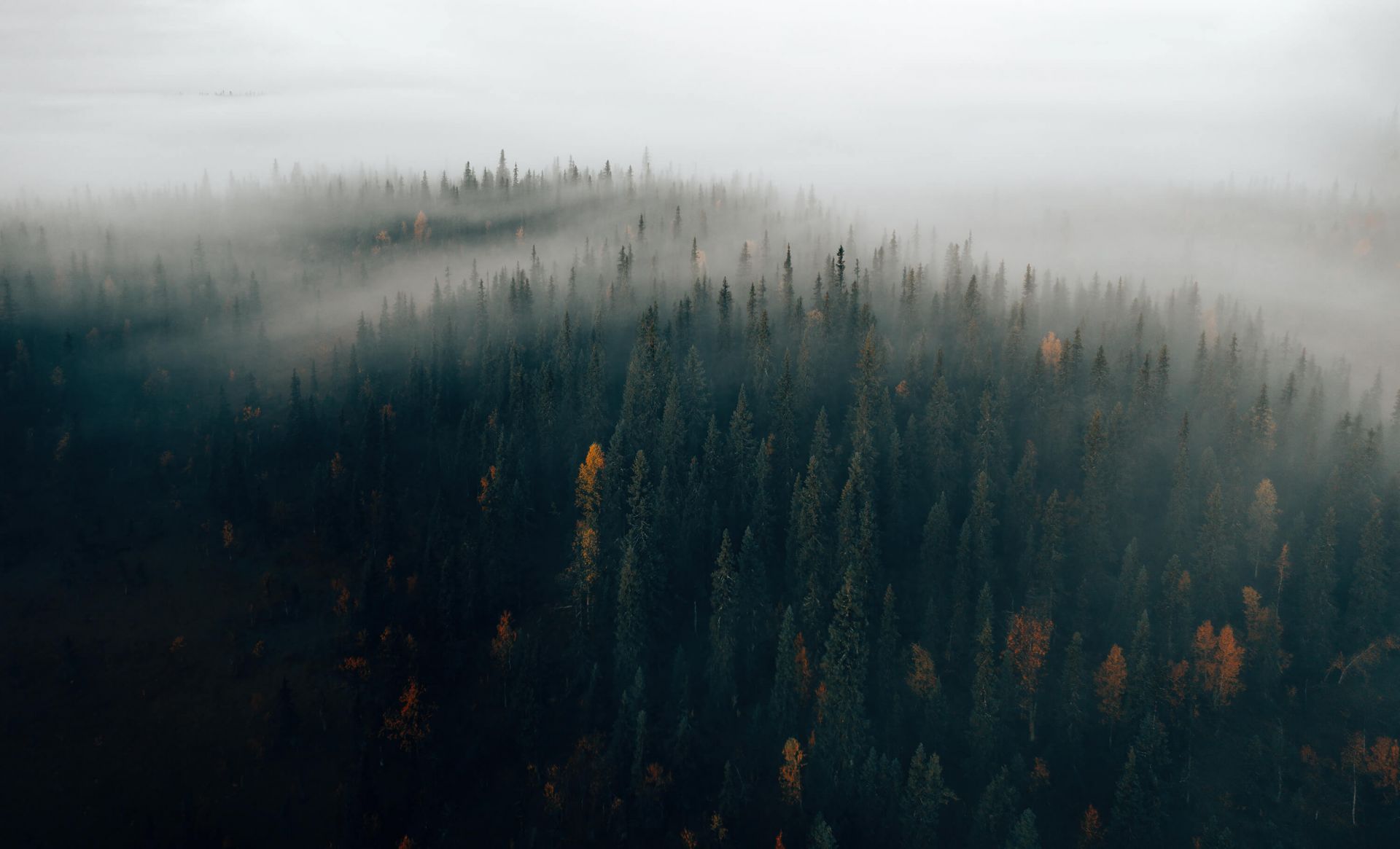Forest in fog