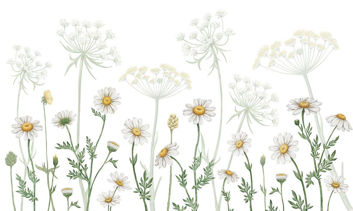 Dazzling Daisies - White Dazzling Daisies - White