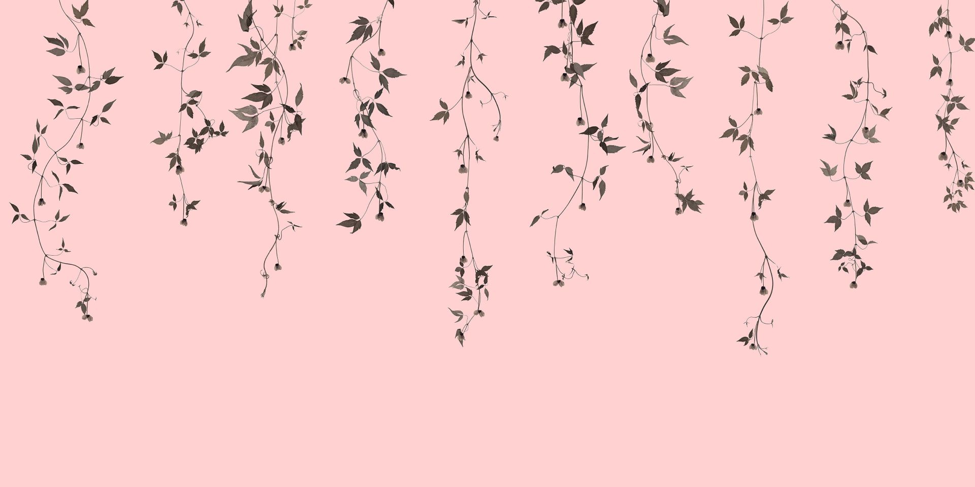 Clematis twigs on pink