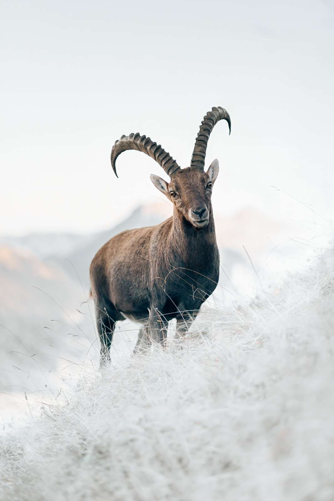 Alpine ibex