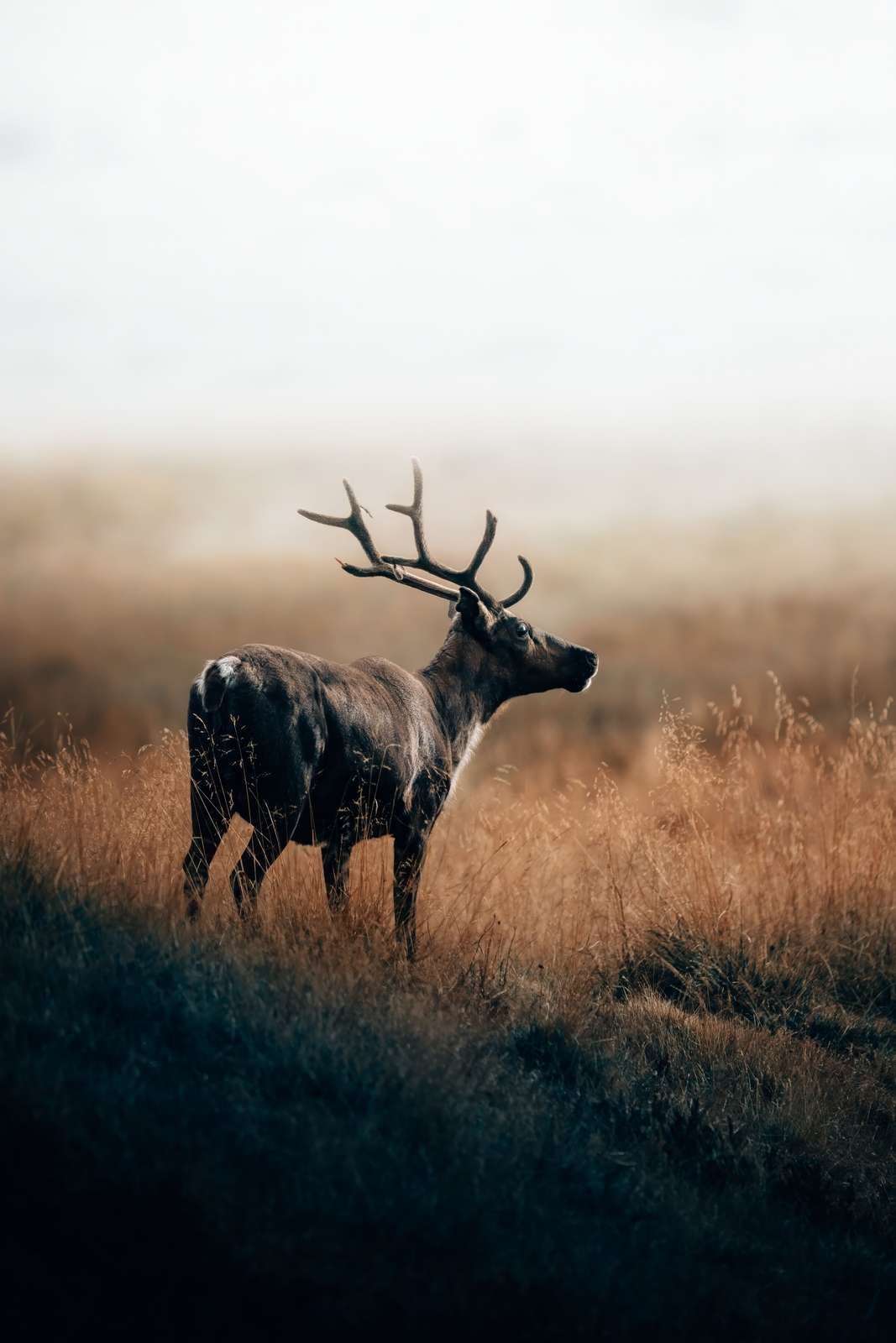 Reindeer in the high grass