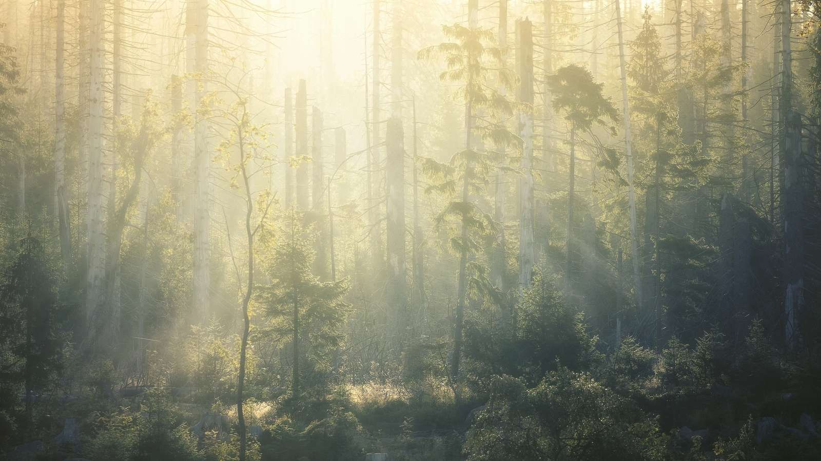 Sunrise and Fog