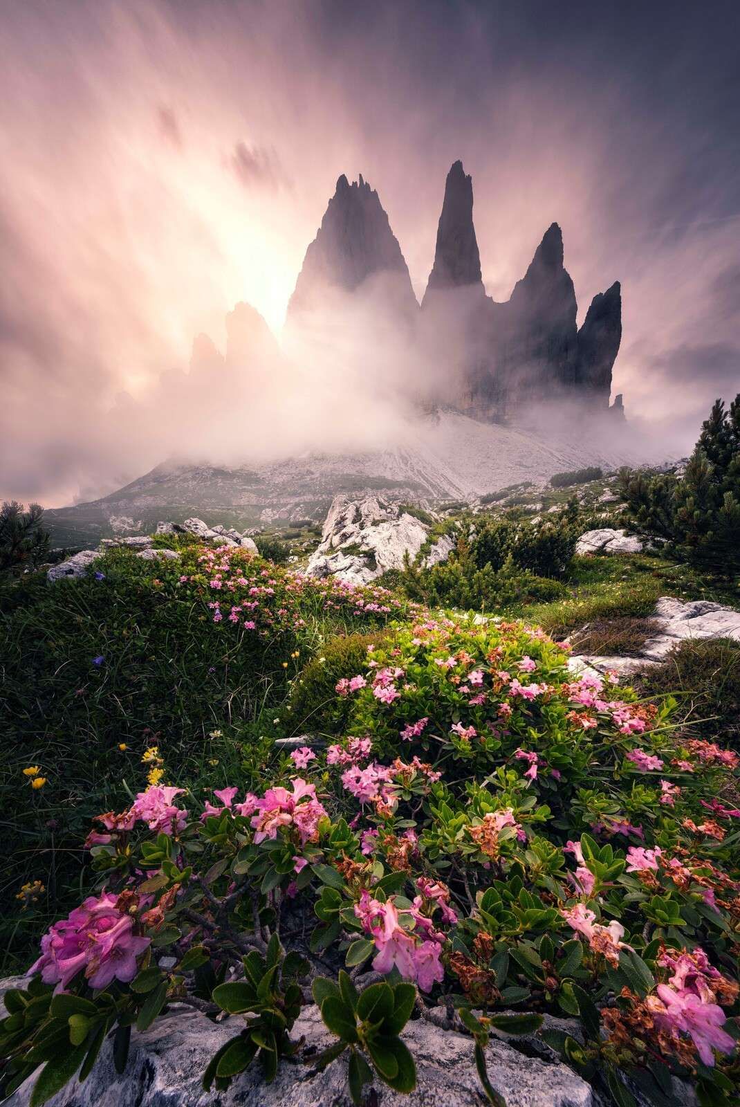 Flower beauty in the Dolomites