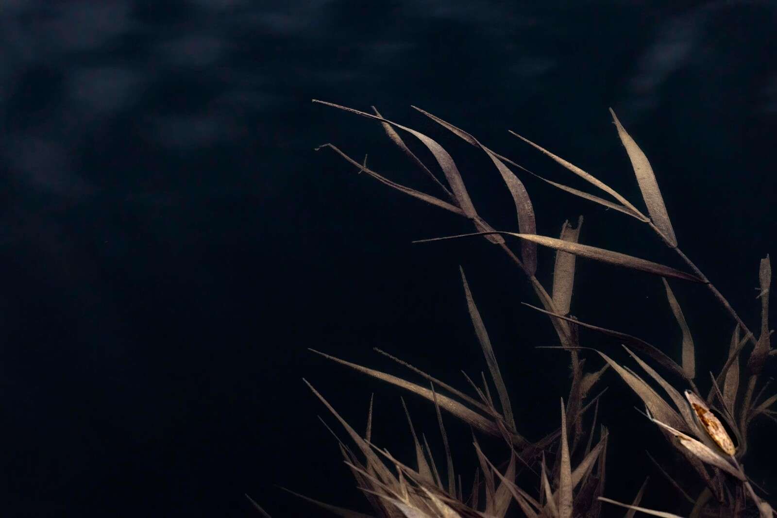 Withered Reed Stems by the Water
