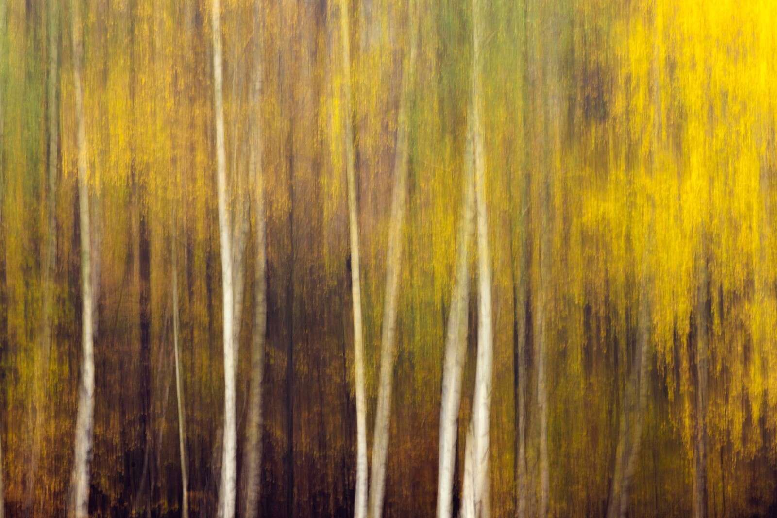 Autumn Forest in Motion