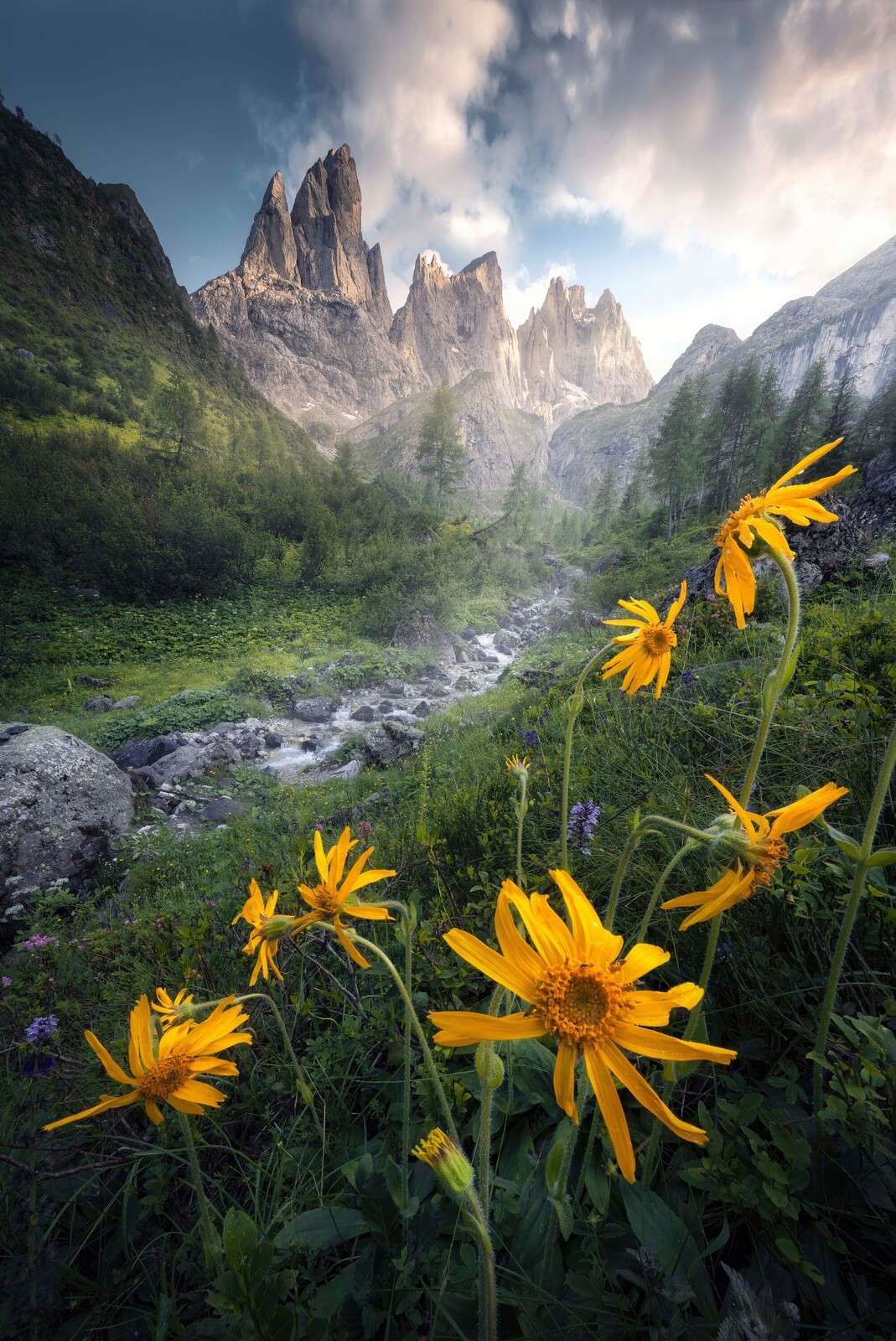 Yellow Alpine flowers in mountain valley