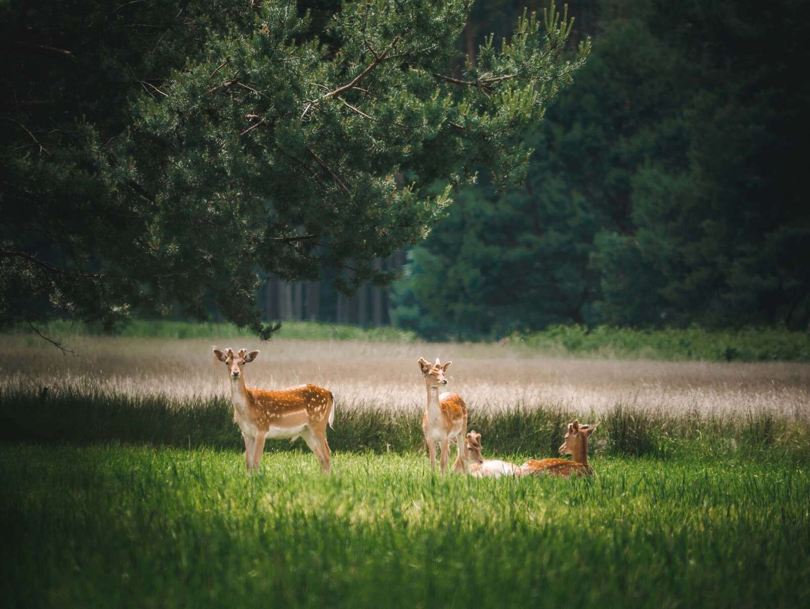 Peaceful Meadow with Wild Fawns
