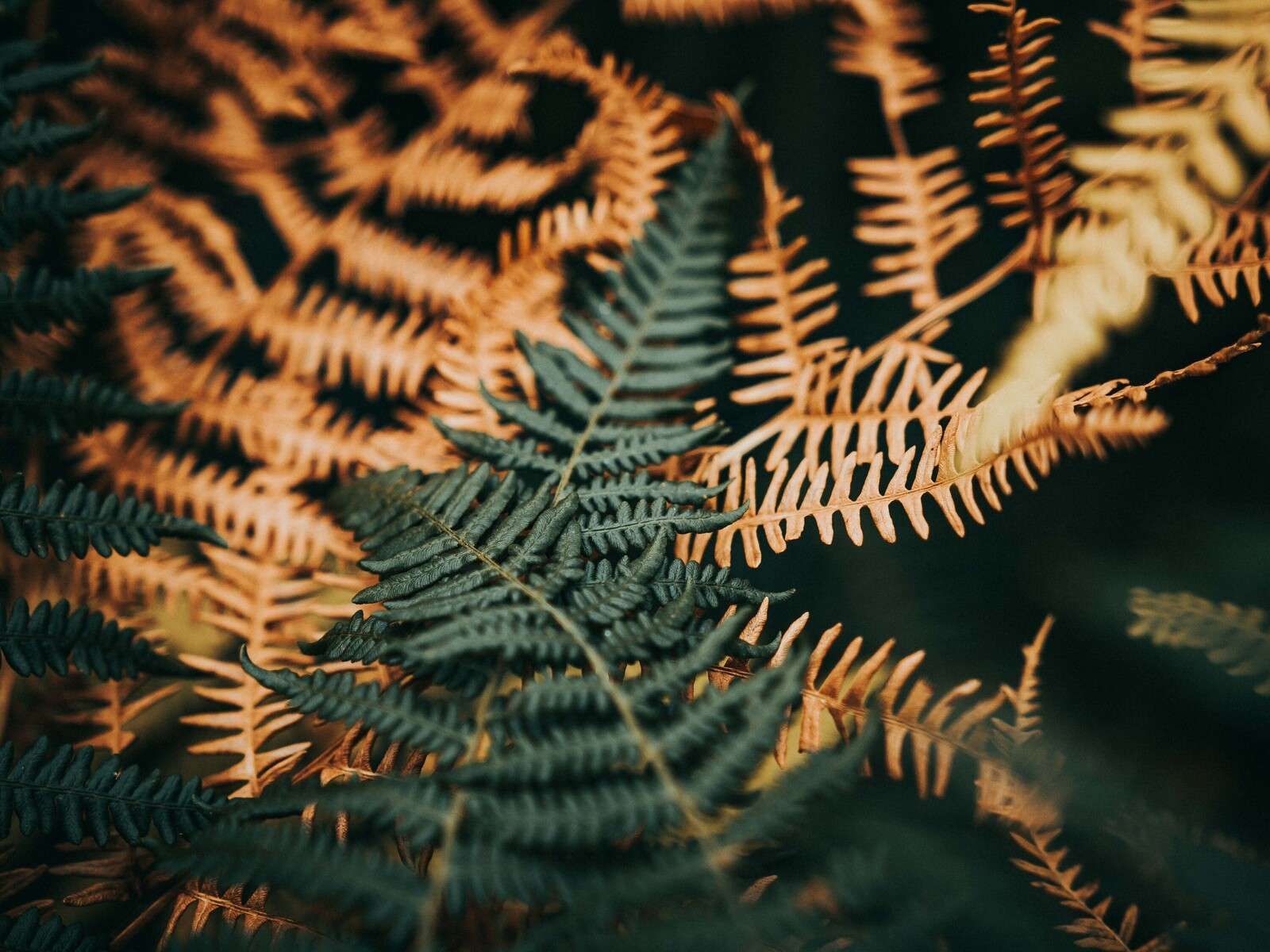 Deep Green and Golden Ferns