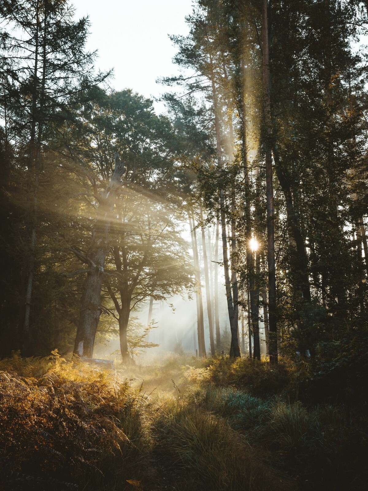 Radiant Morning Light through the Forest