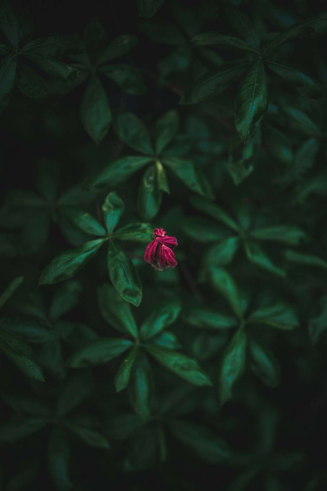 Hidden Flower among Leaves