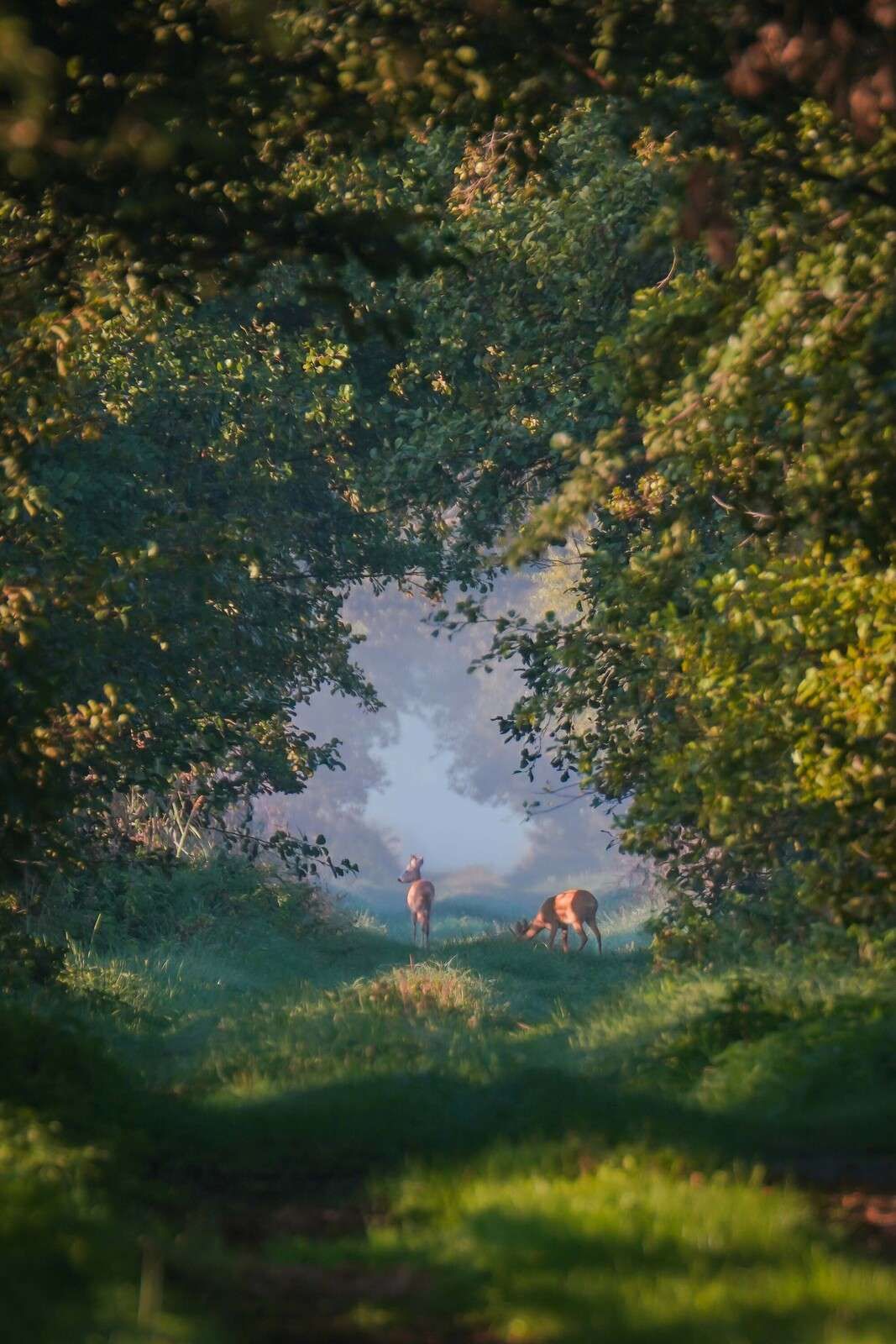 Beasts of the Morning Light